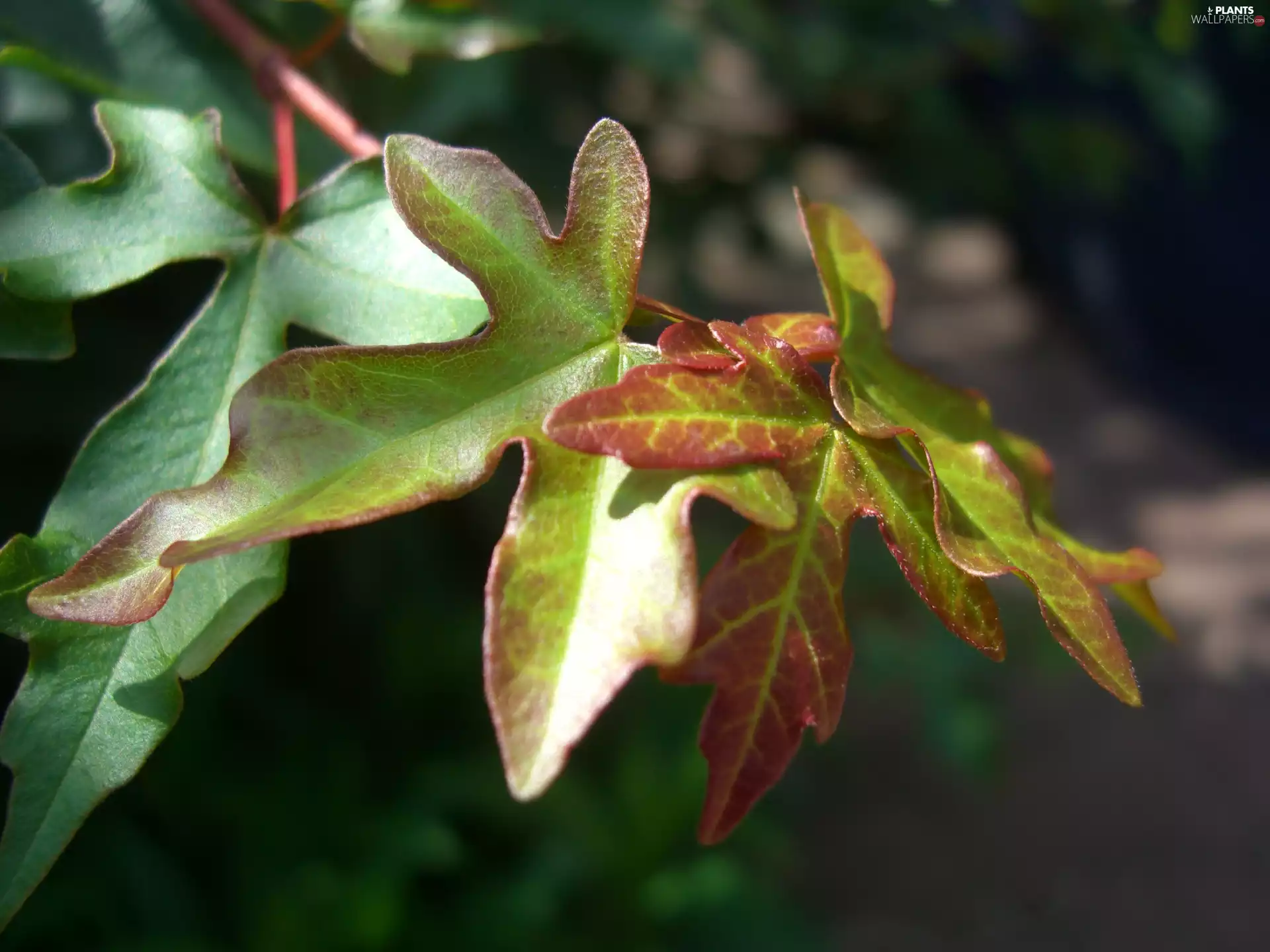 maple, Leaf, twig, field