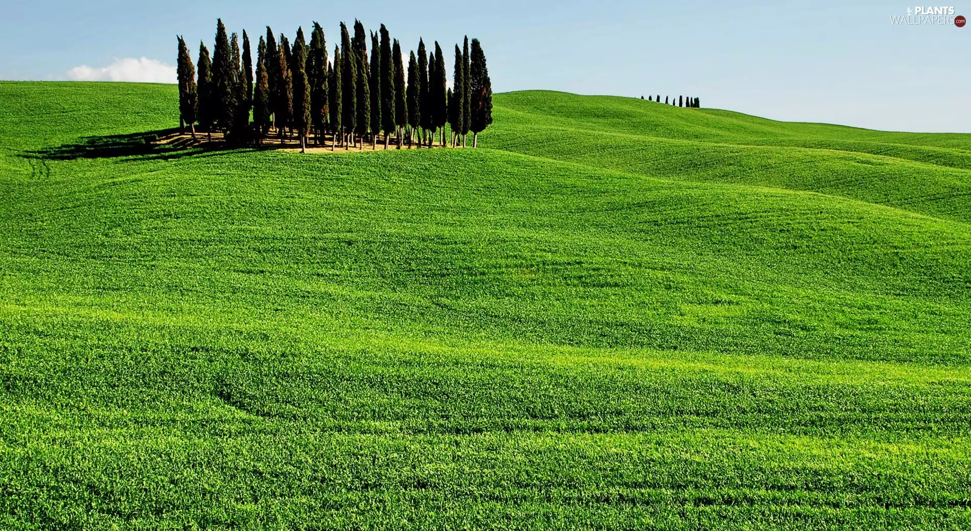 Meadow, trees, viewes, Field