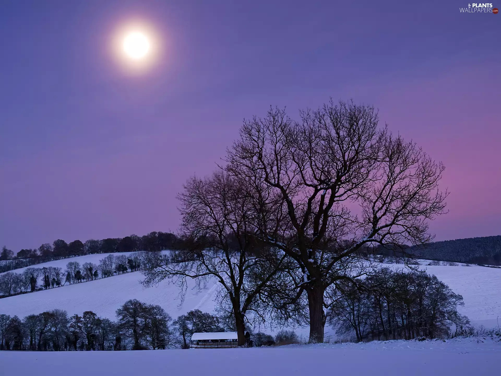 trees, Night, moon, field, winter, viewes, snow