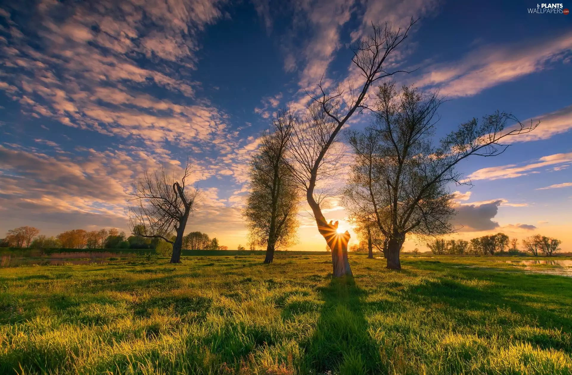 viewes, rays of the Sun, Meadow, trees, Field
