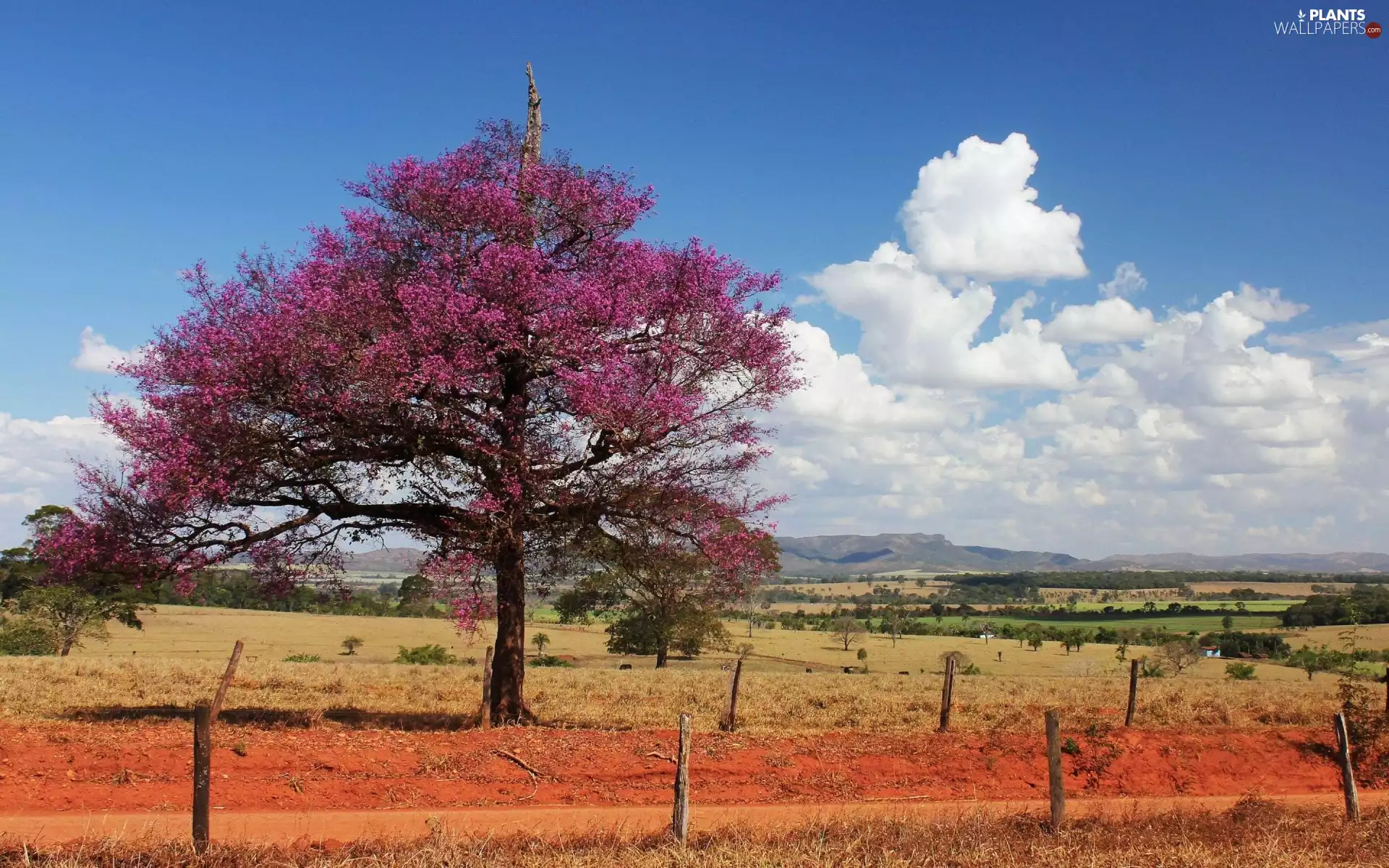 wood, trees, panorama, field, flourishing, bars, Village