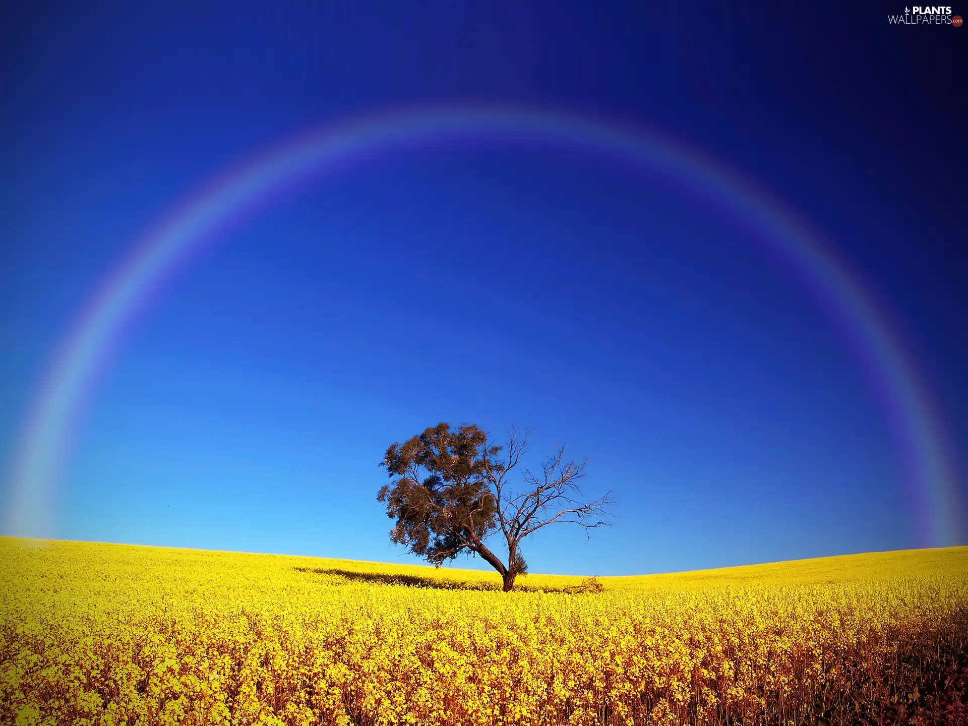 Great Rainbows, trees, Field