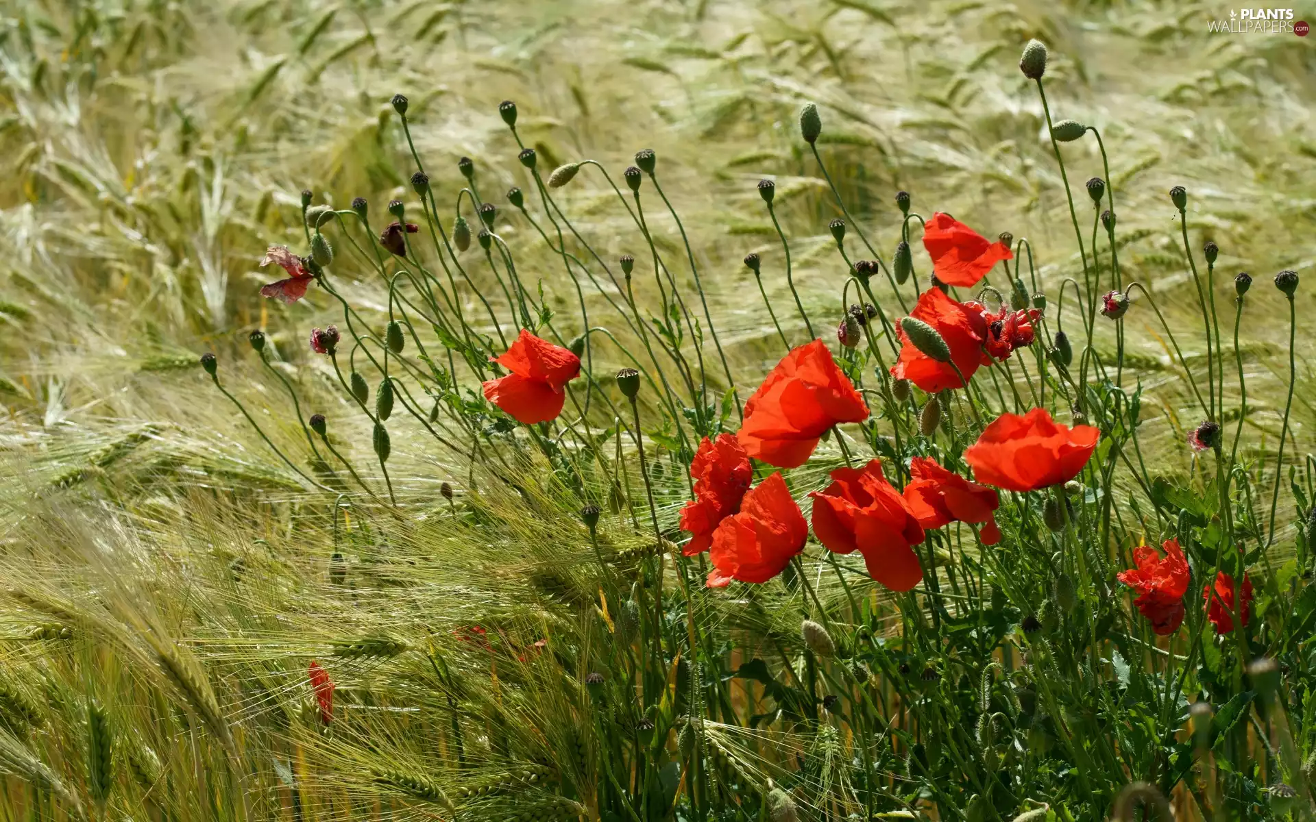 papavers, Flowers, Ears, Field, corn, Red