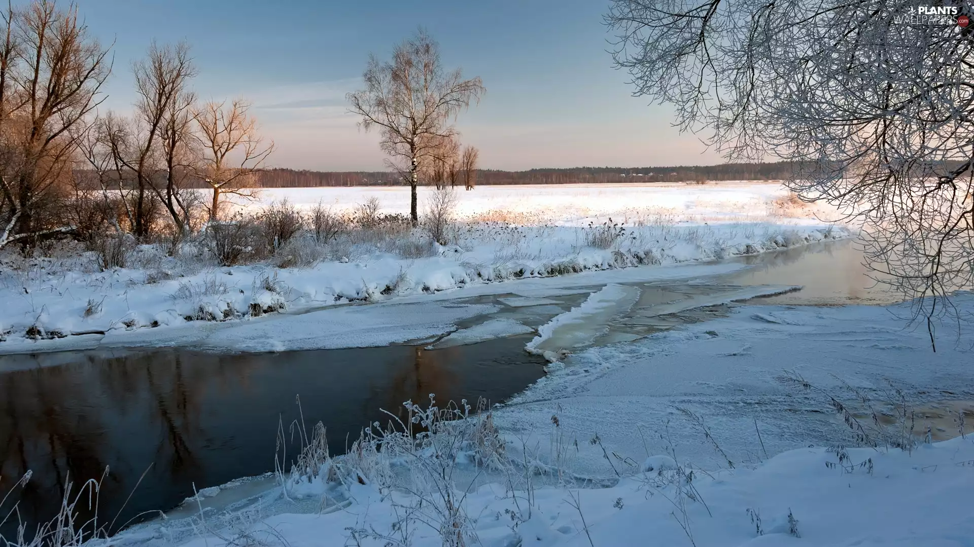 Plants, winter, viewes, Field, trees, River