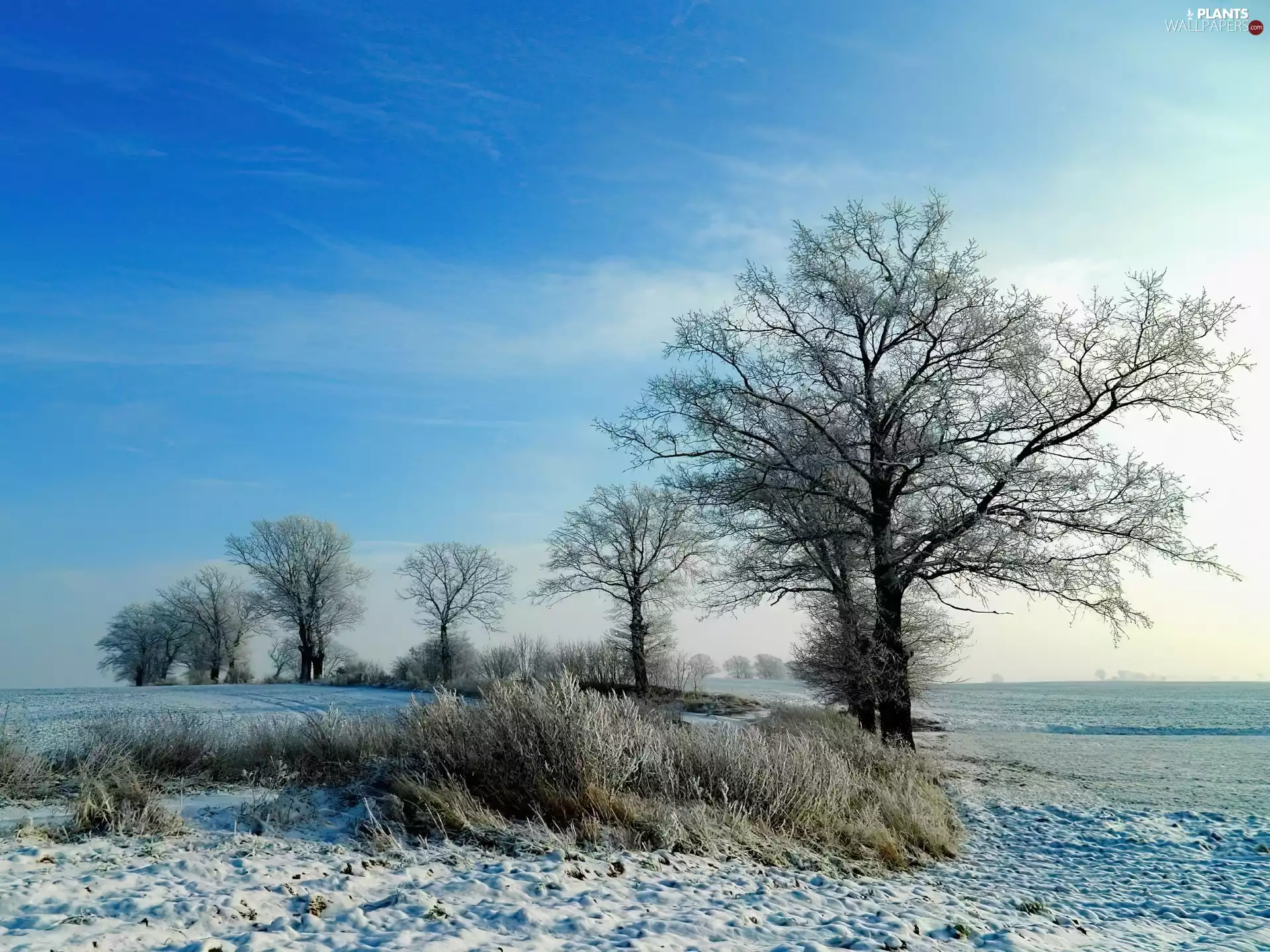 viewes, field, snow, trees, winter