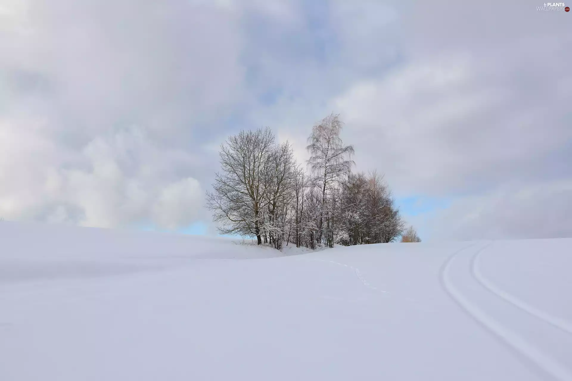 trees, winter, traces, field, viewes, Snowy