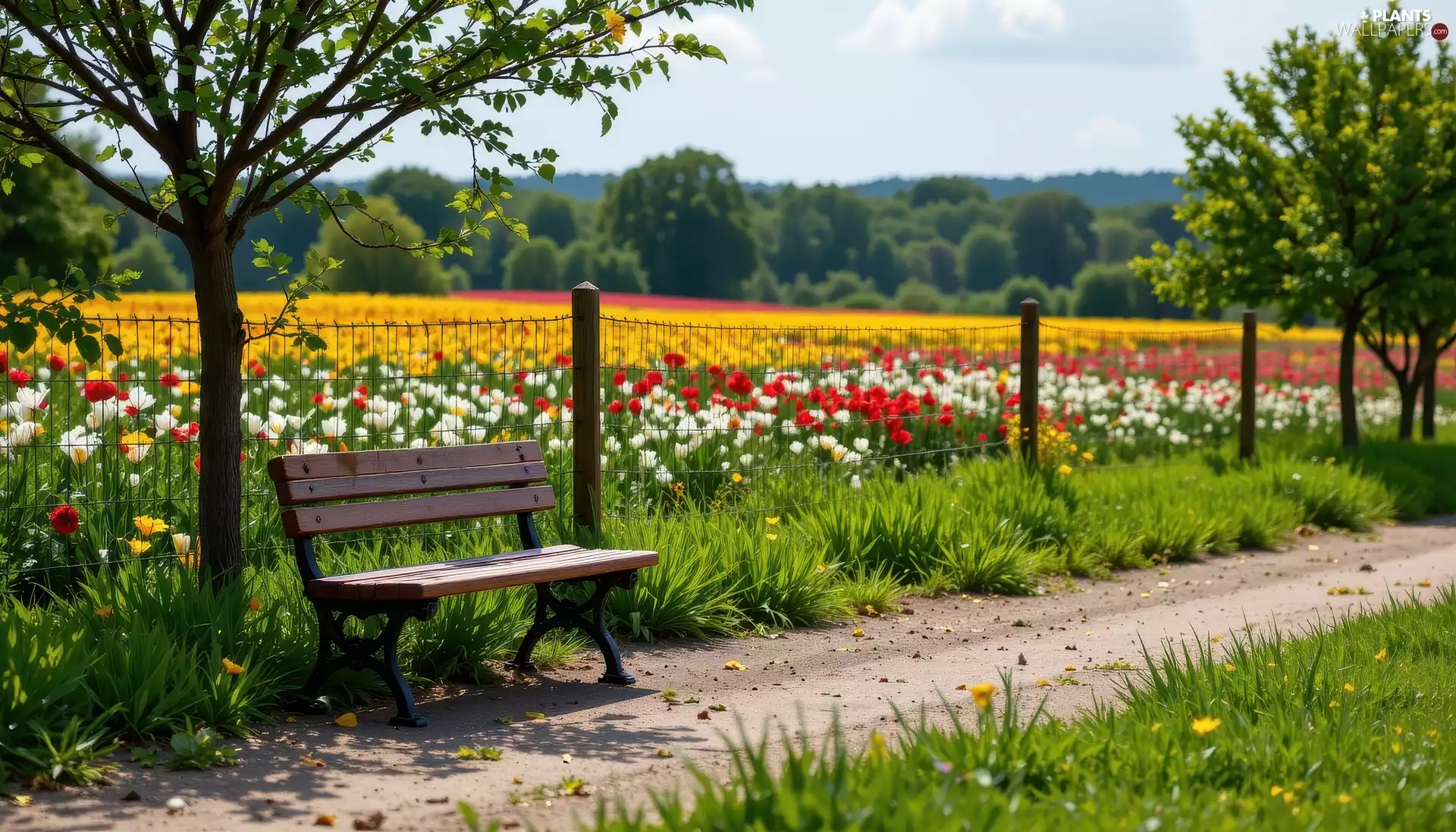 Bench, Path, Spring, fence, Tulips, viewes, trees, Field