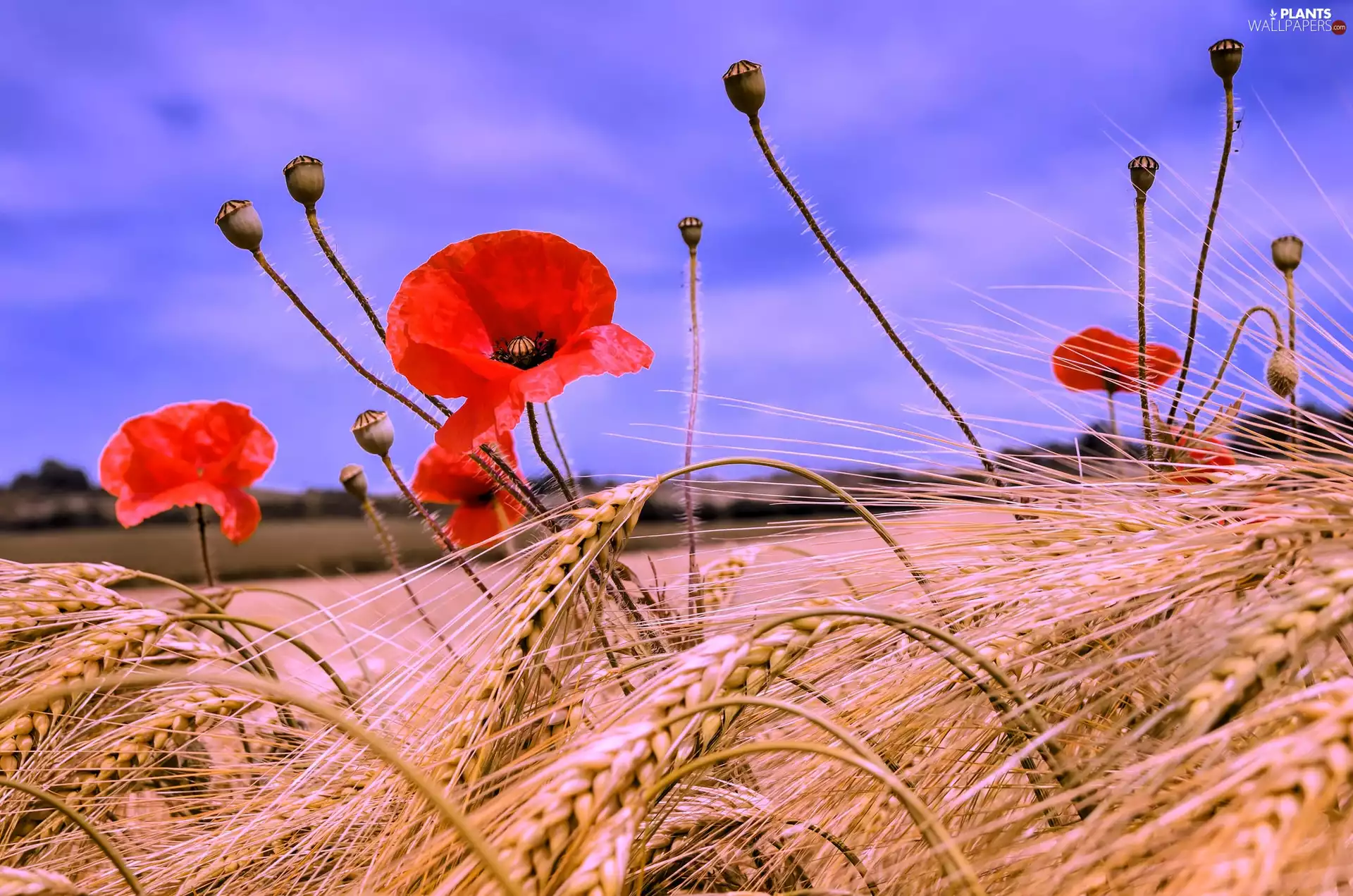summer, corn, papavers, Field