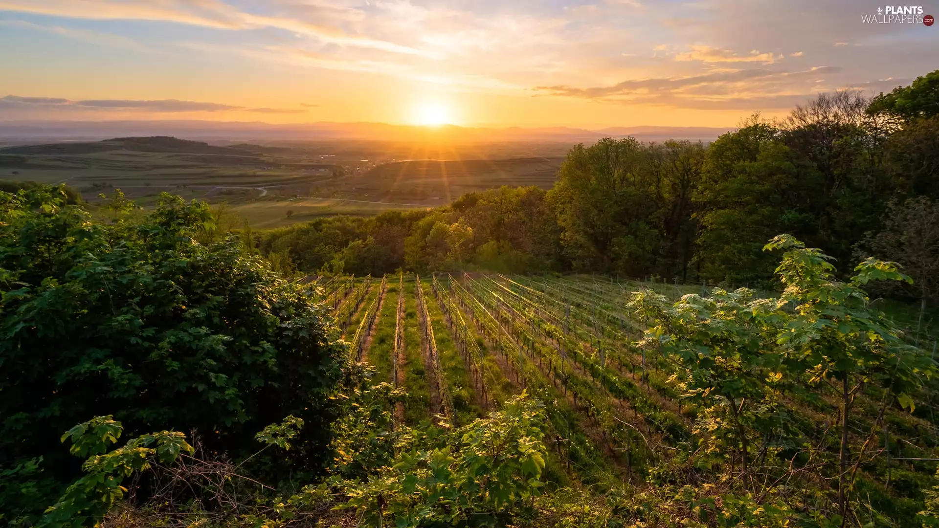 Sunrise, vineyards, Bush, Field
