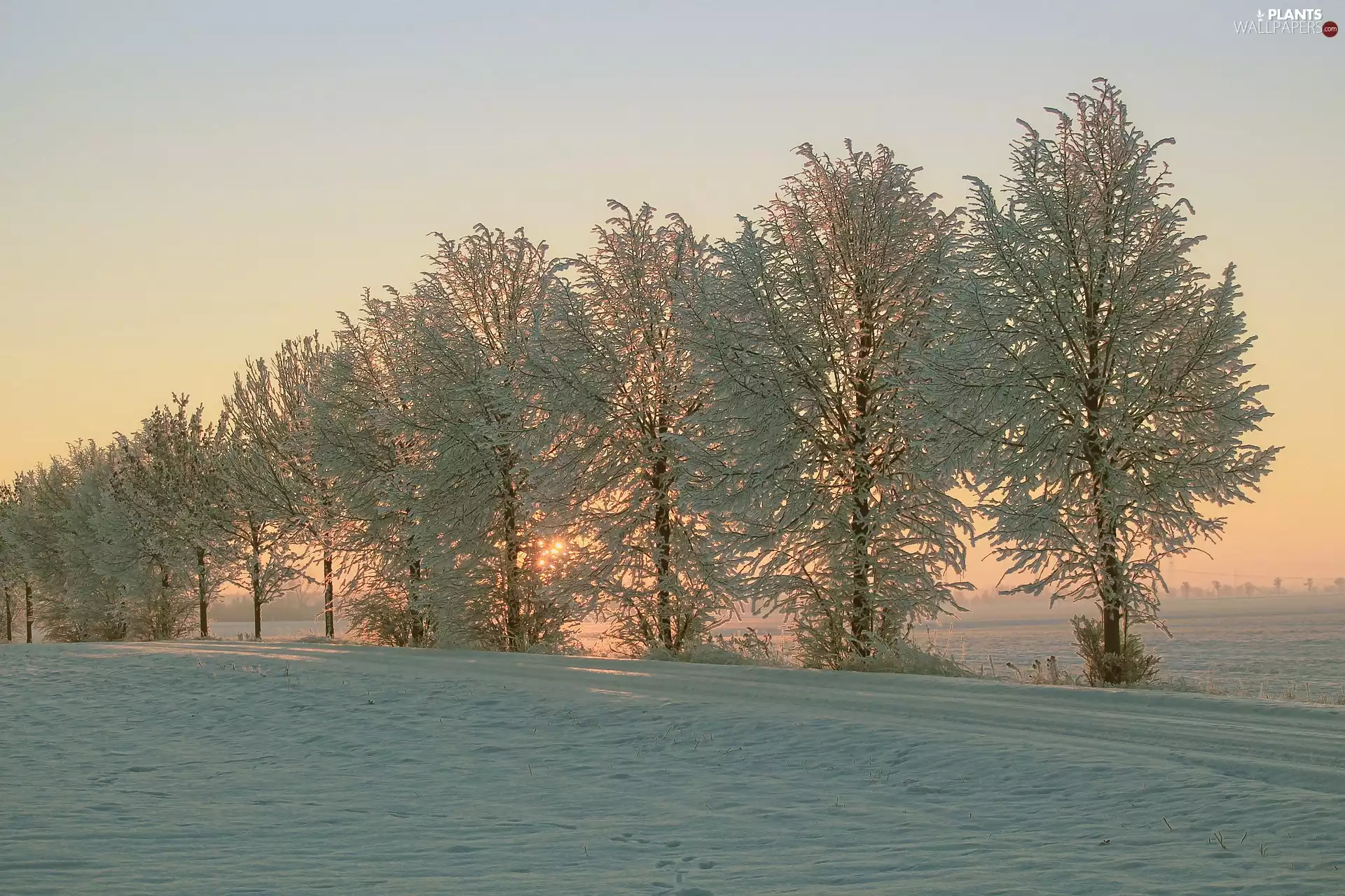 viewes, Way, Sunrise, snow, Fog, trees, winter, field