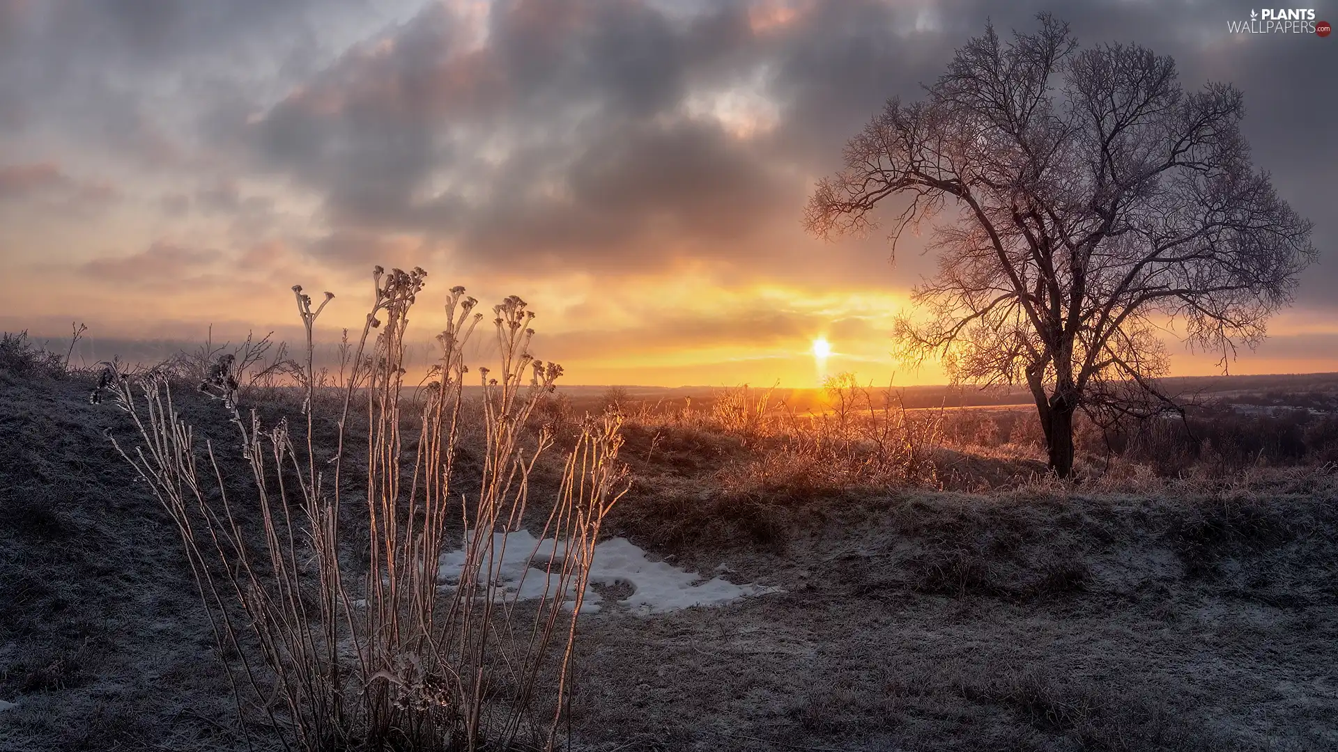 trees, Field, Sunrise, Bush, winter