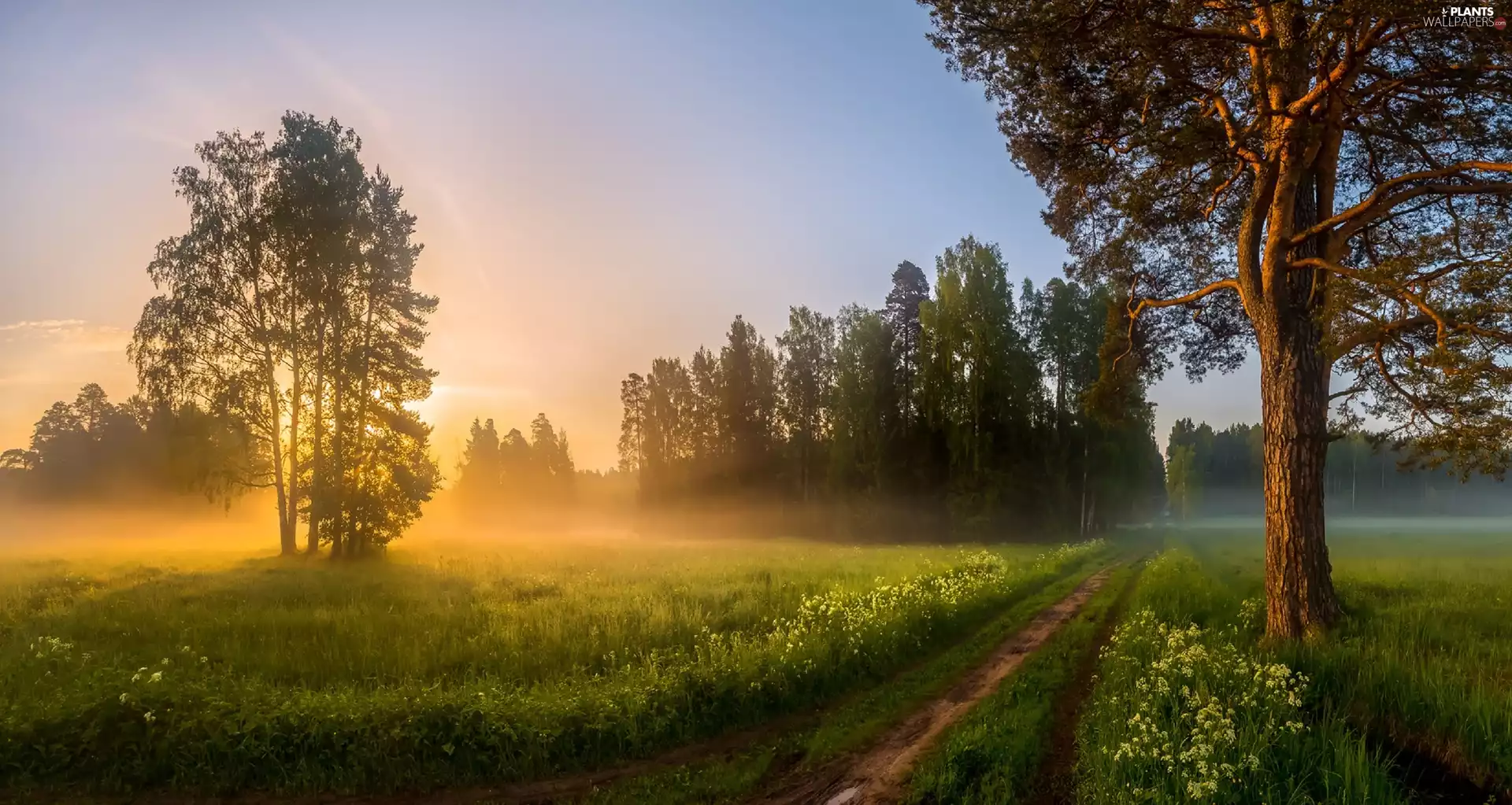 trees, Great Sunsets, Field, Way, viewes, Fog
