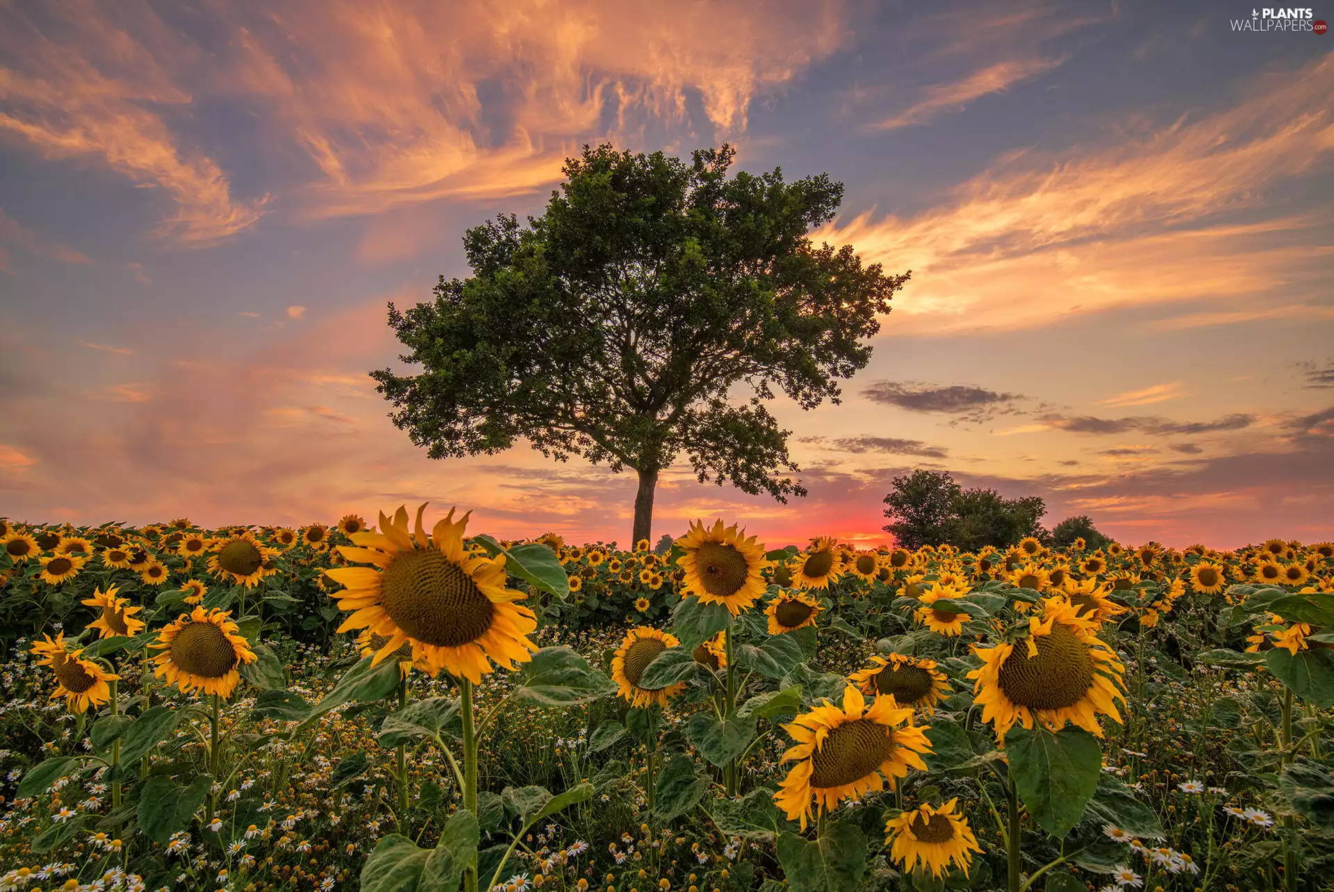 viewes, Great Sunsets, Field, trees, Nice sunflowers