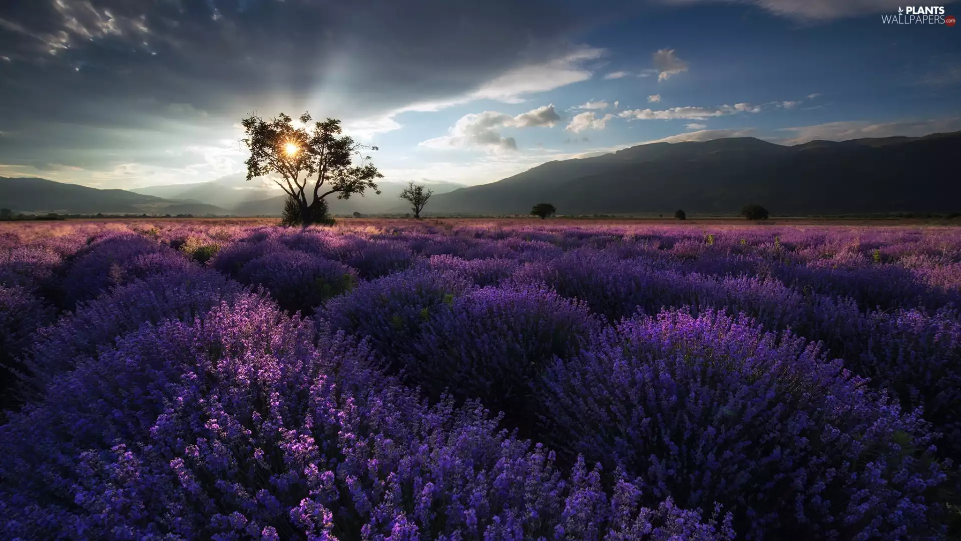 lavender, Bulgaria, The Hills, Great Sunsets, trees, Field