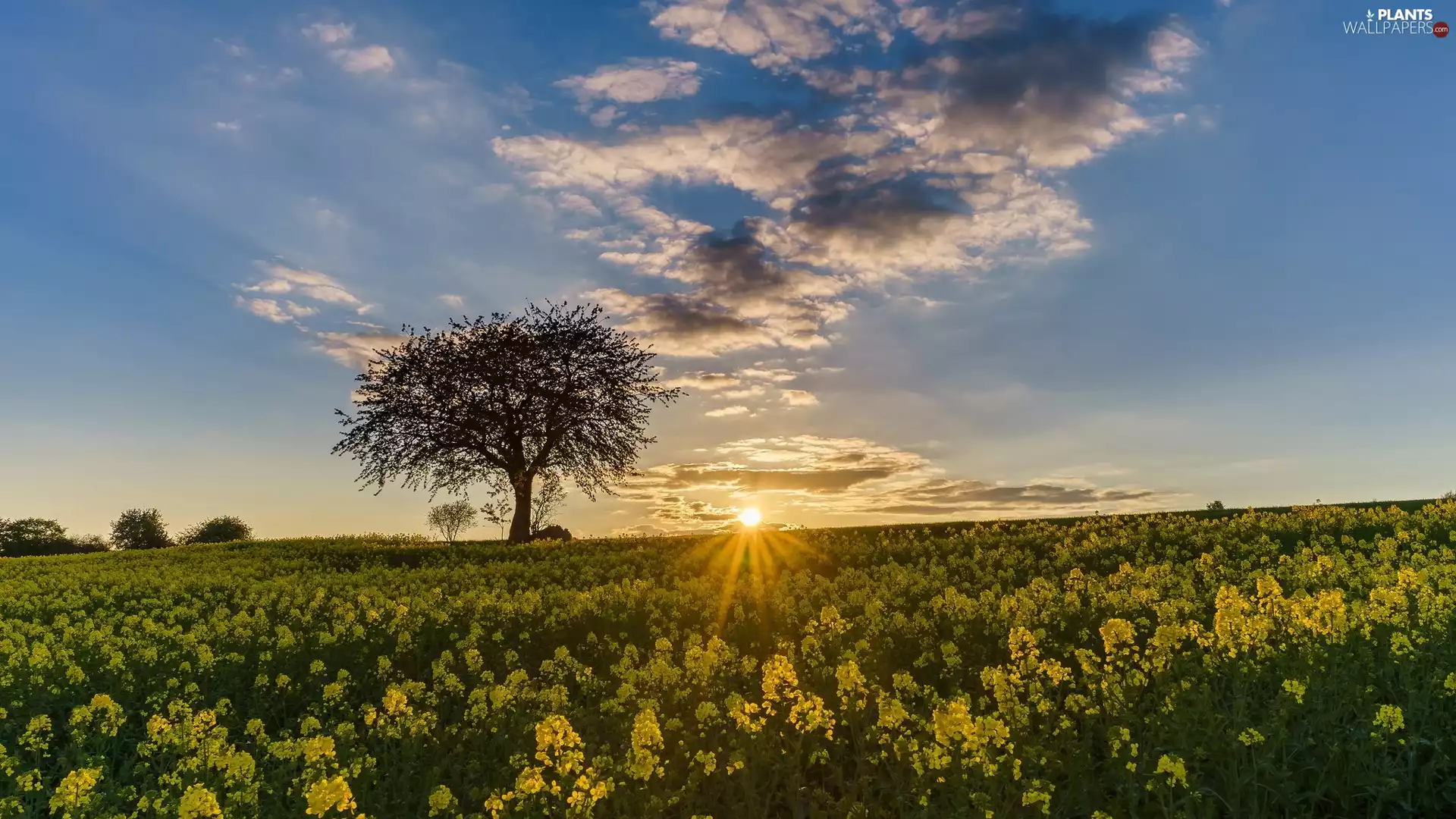 rays of the Sun, clouds, rape, trees, Field