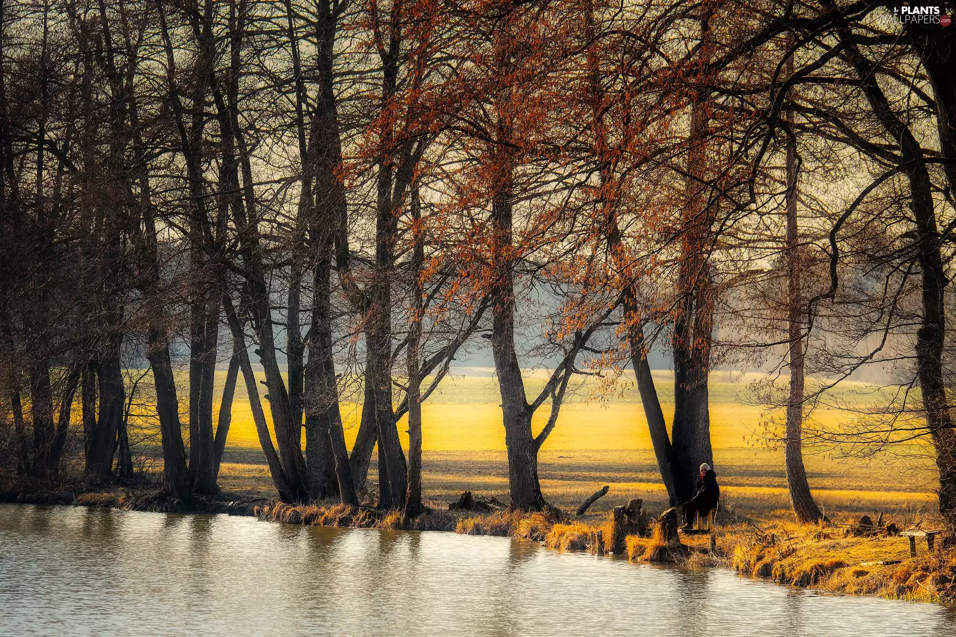 River, Field, trees, viewes, autumn