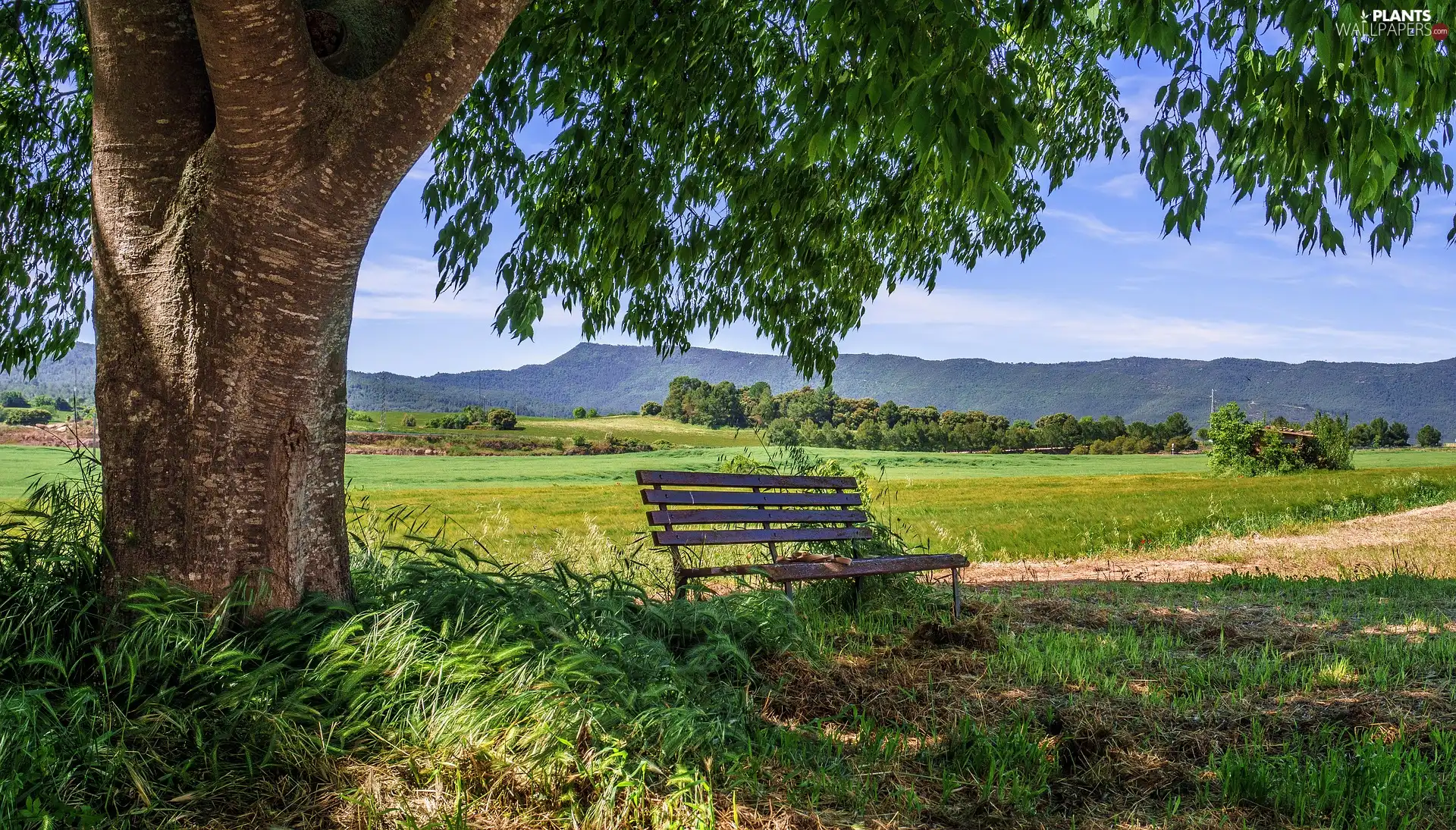 Field, Bench, trees