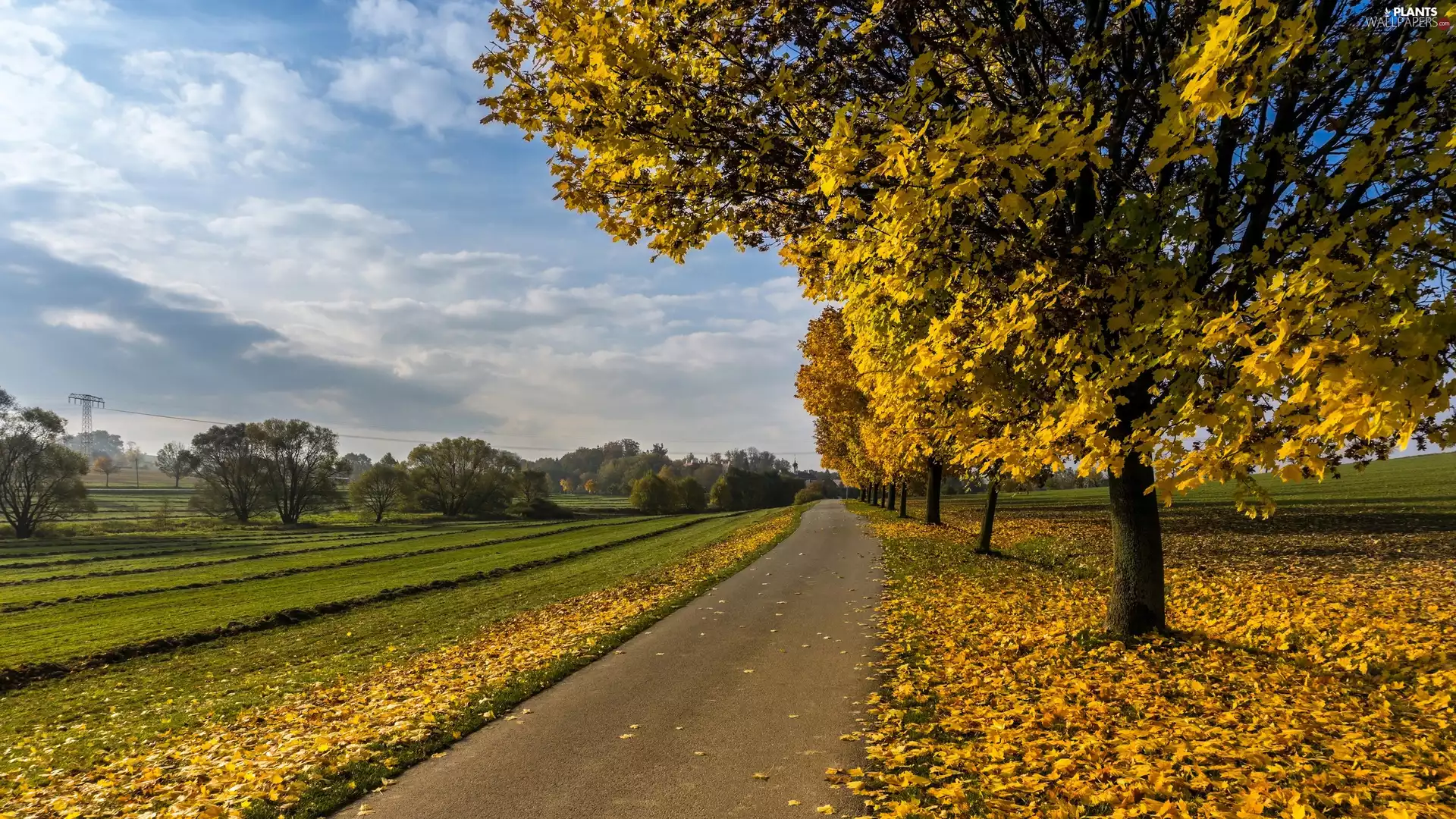 viewes, autumn, Leaf, field, Way, trees