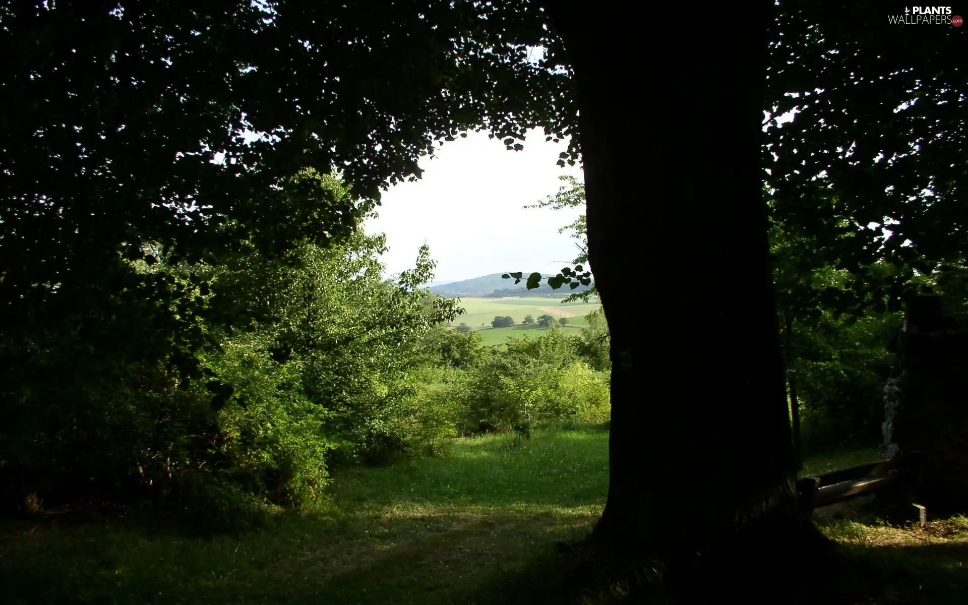 trees, shadow, Field, viewes