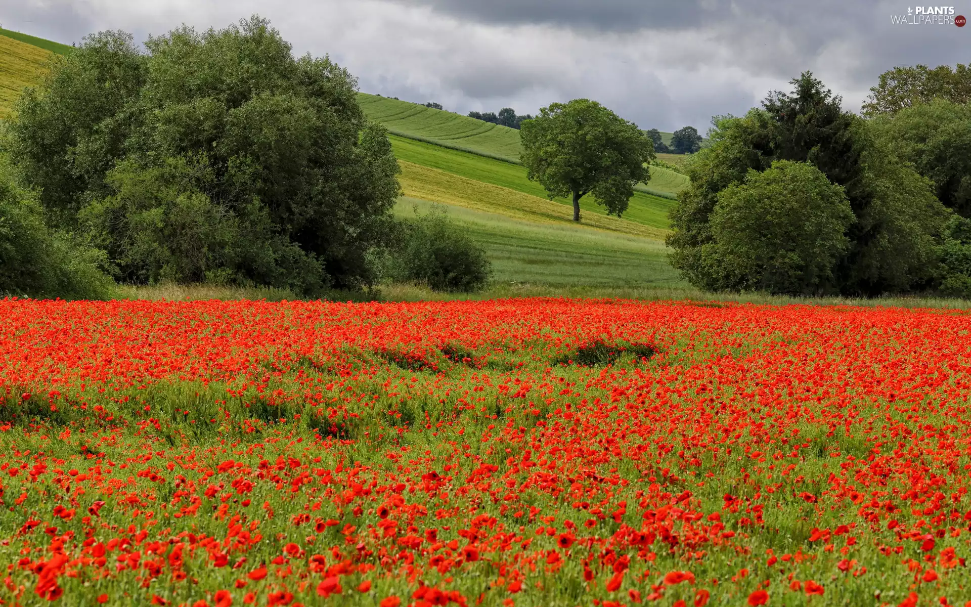 field, Hill, Meadow, Flowers, clouds, summer, trees, viewes, papavers