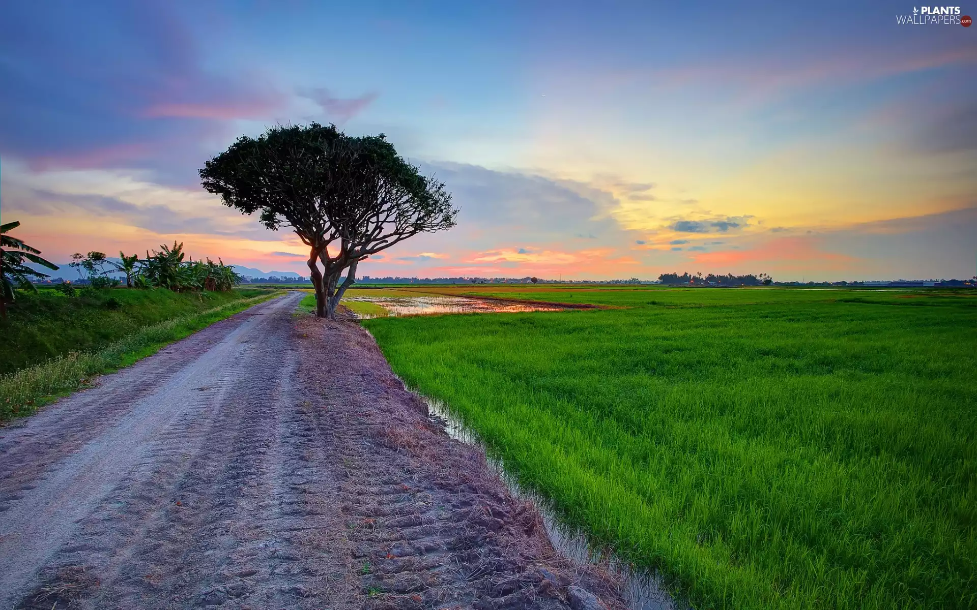 Field, sun, trees, Field, west, Way, grass