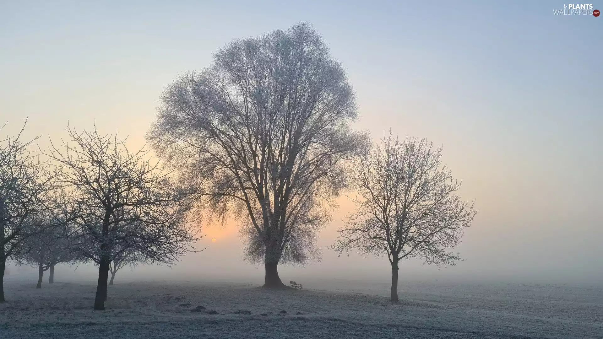 Great Sunsets, trees, Bench, viewes, winter, Fog, Field
