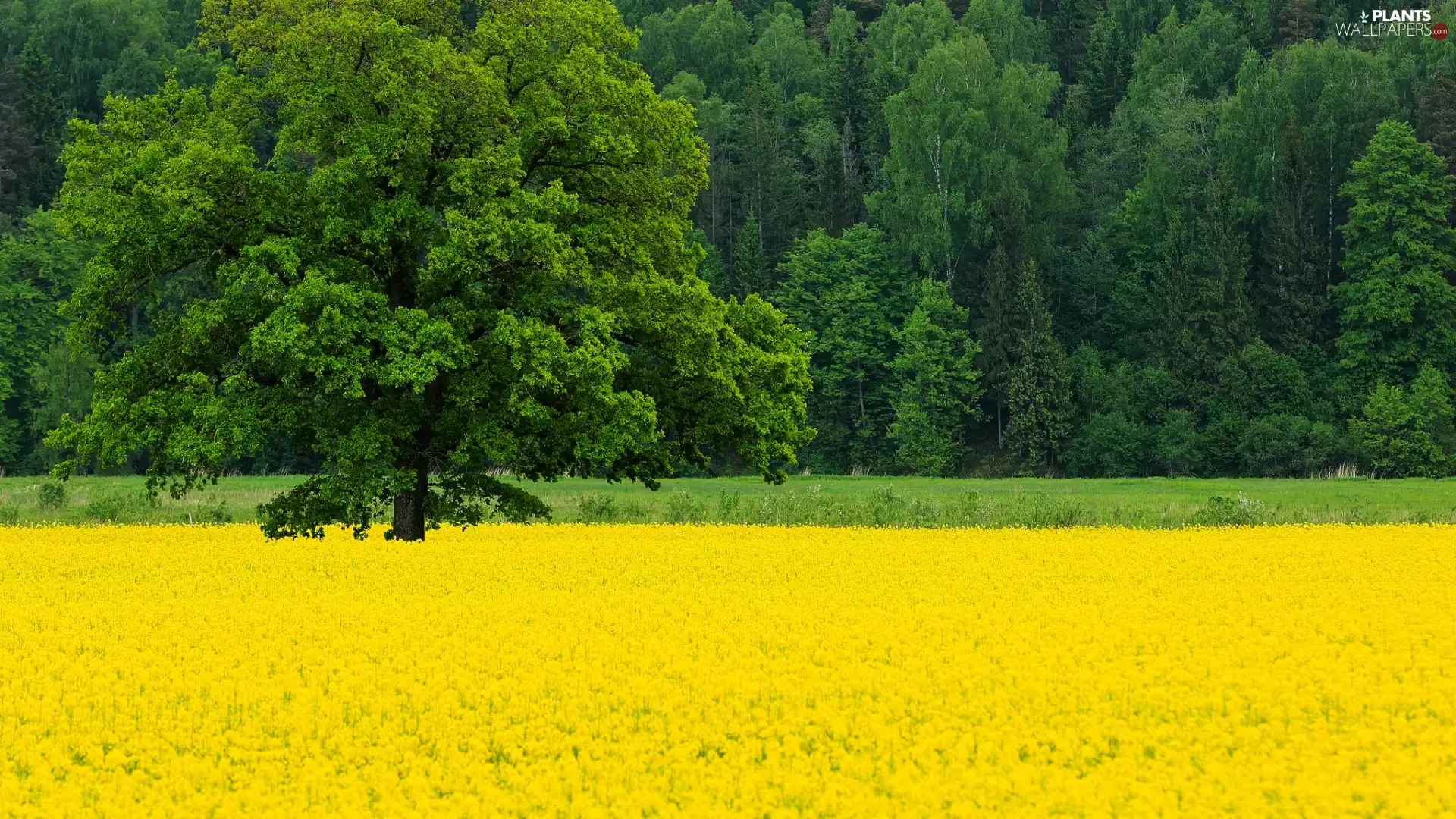 rape, viewes, trees, Field, trees, flower, Spring