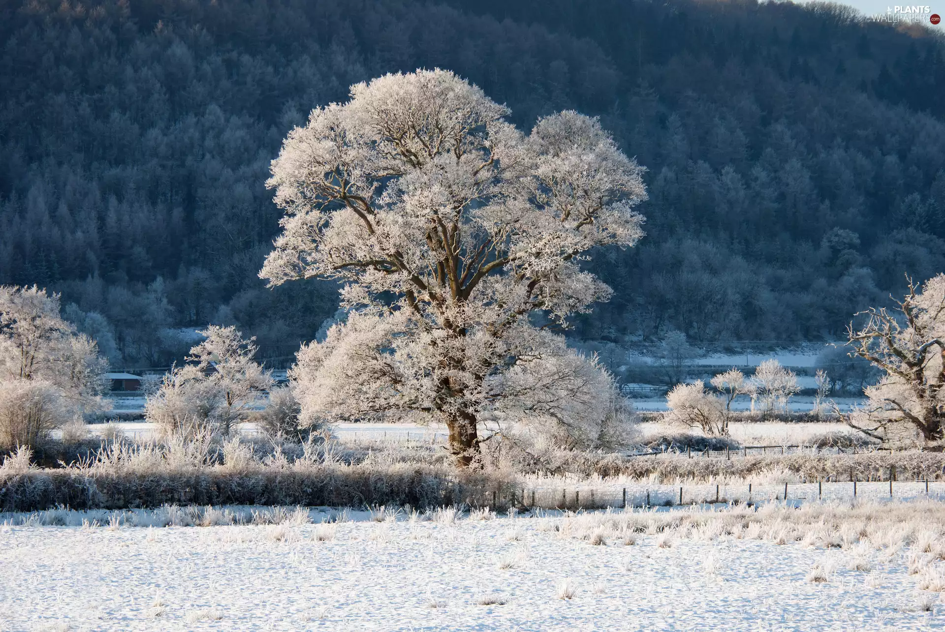 Field, winter, trees