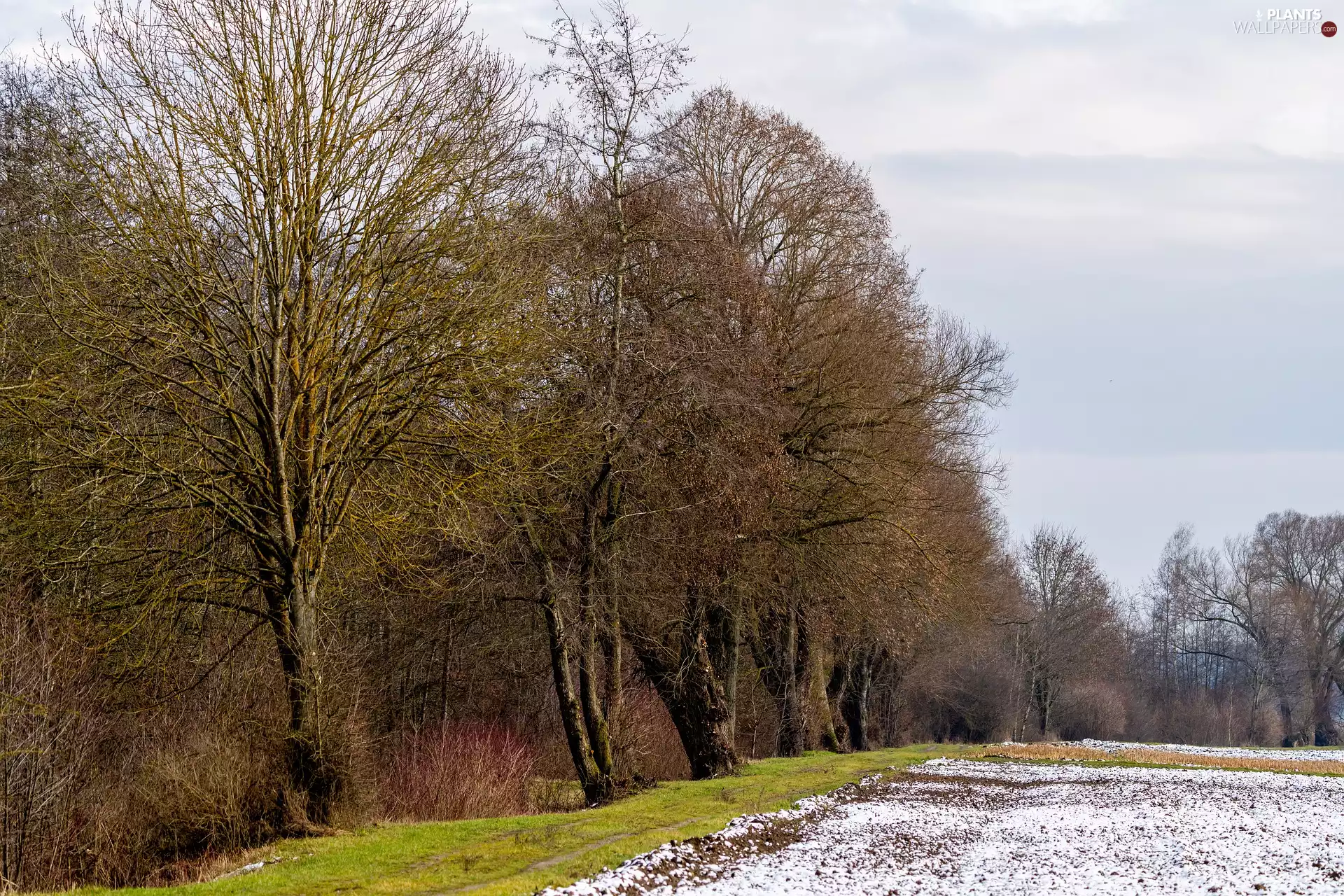 snow, Field, trees, viewes, winter