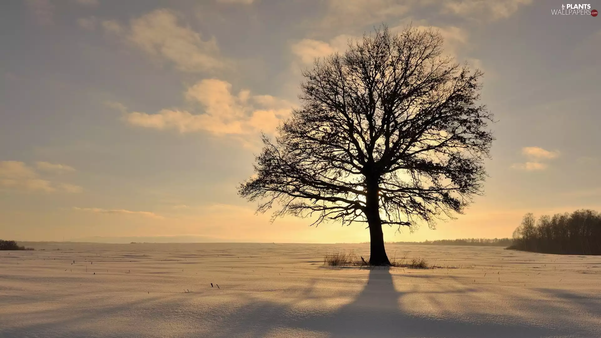 Field, winter, trees