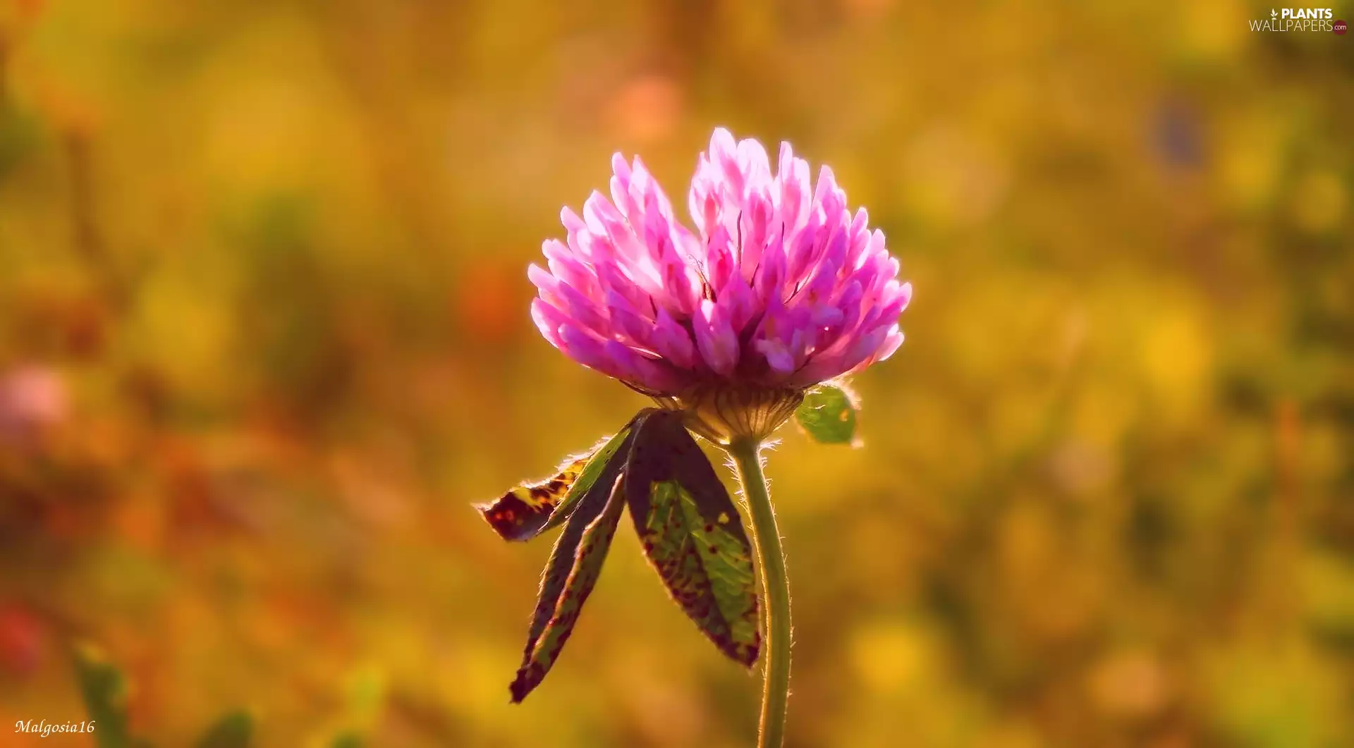 Pink, field, trefoil, Colourfull Flowers