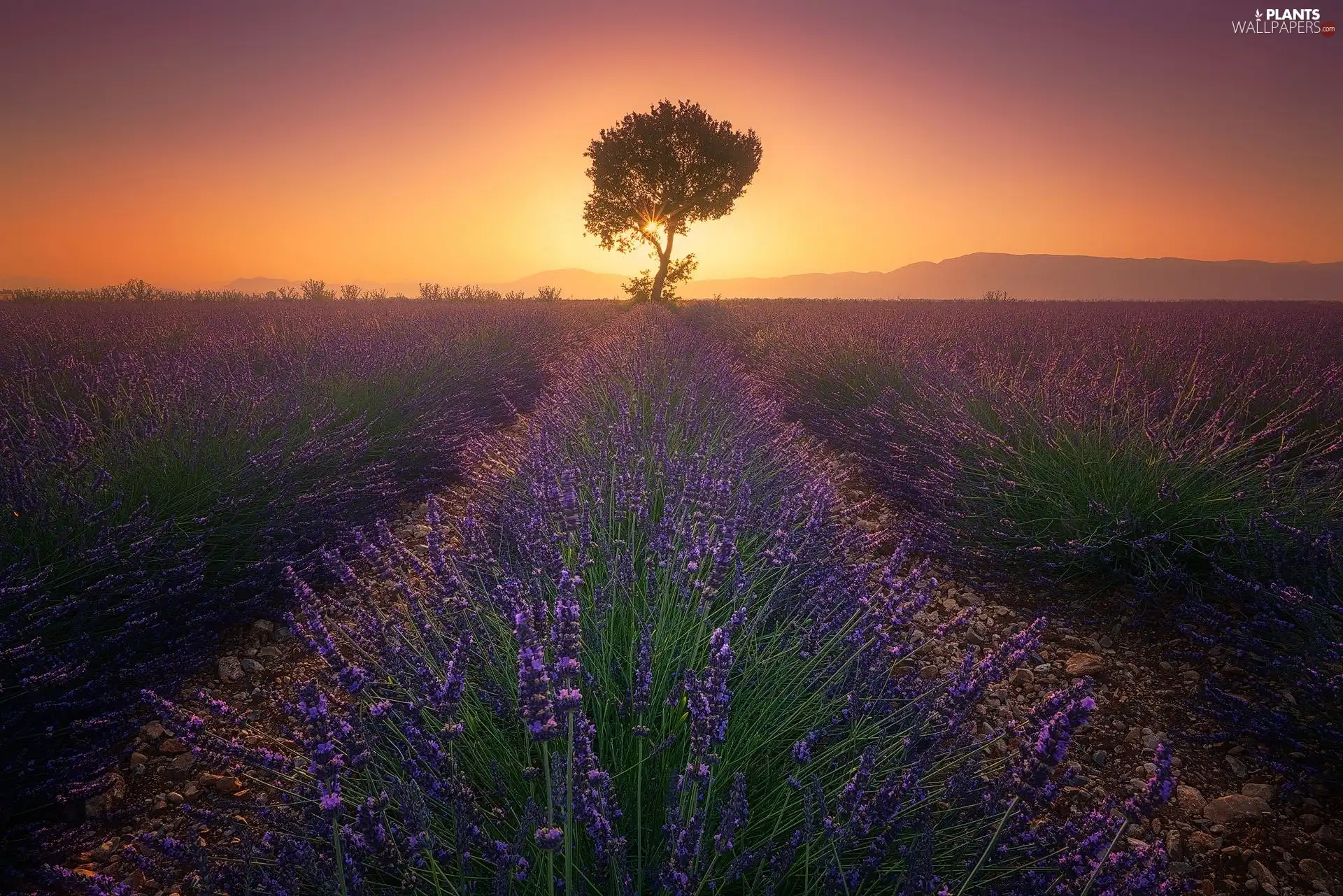 Great Sunsets, Provence, lavender, Valensole, France, Field, trees
