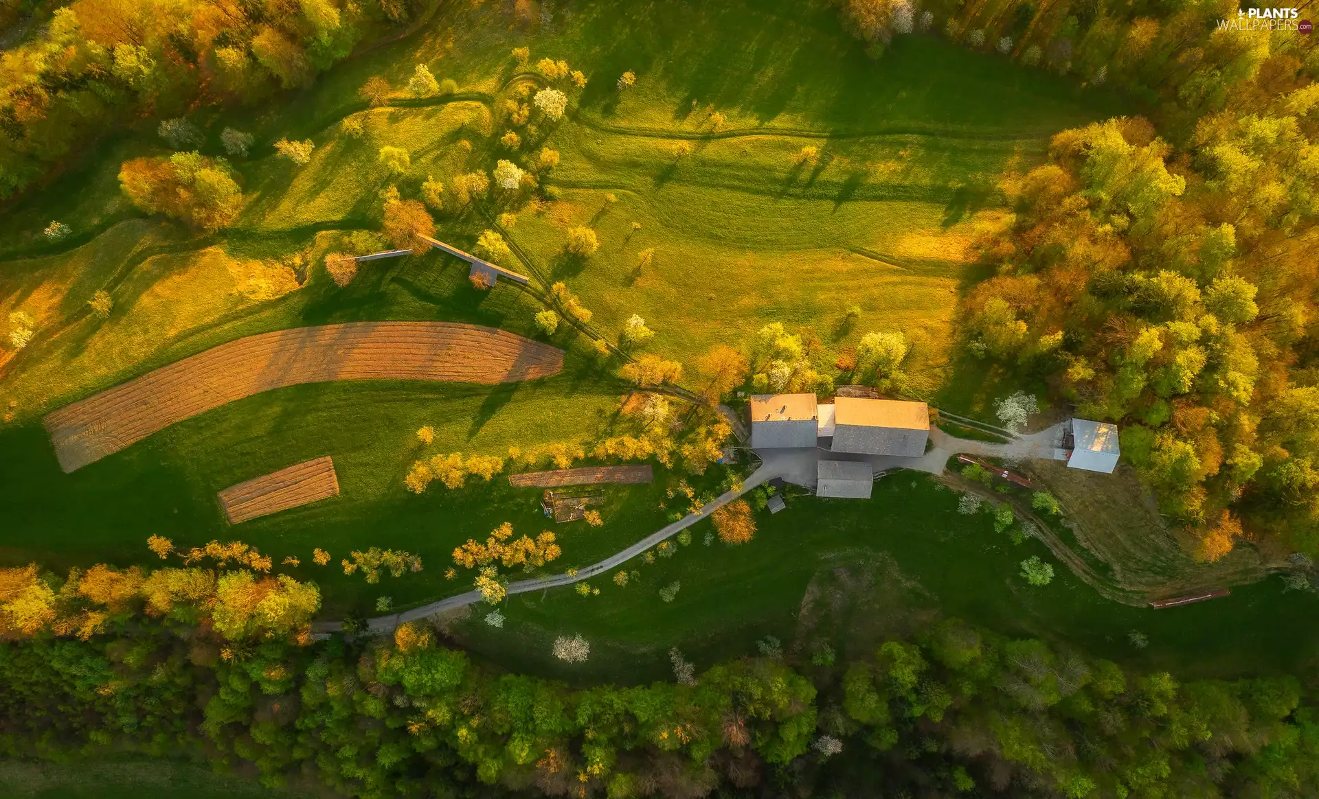 farm, country, viewes, field, trees, Aerial View