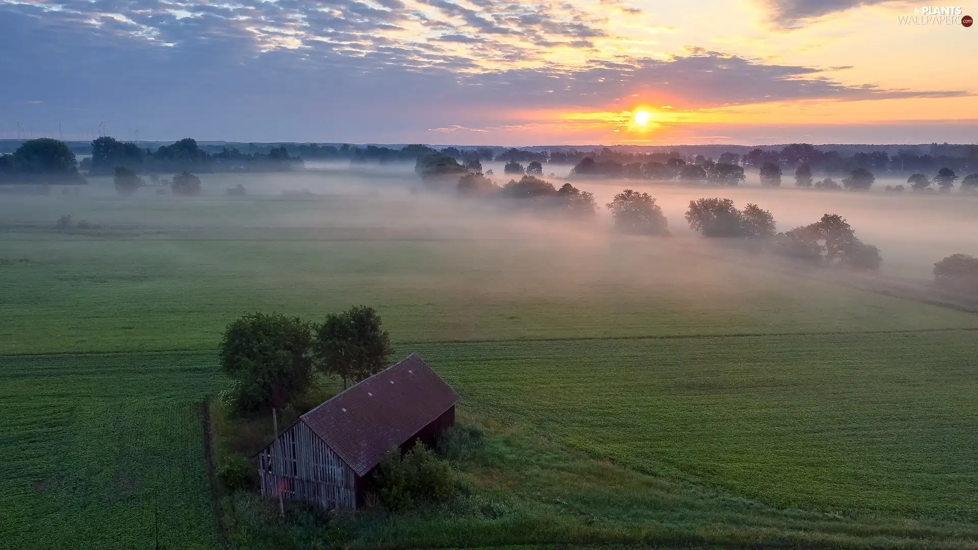 Fog, Meadow, viewes, field, Sunrise, trees, cote