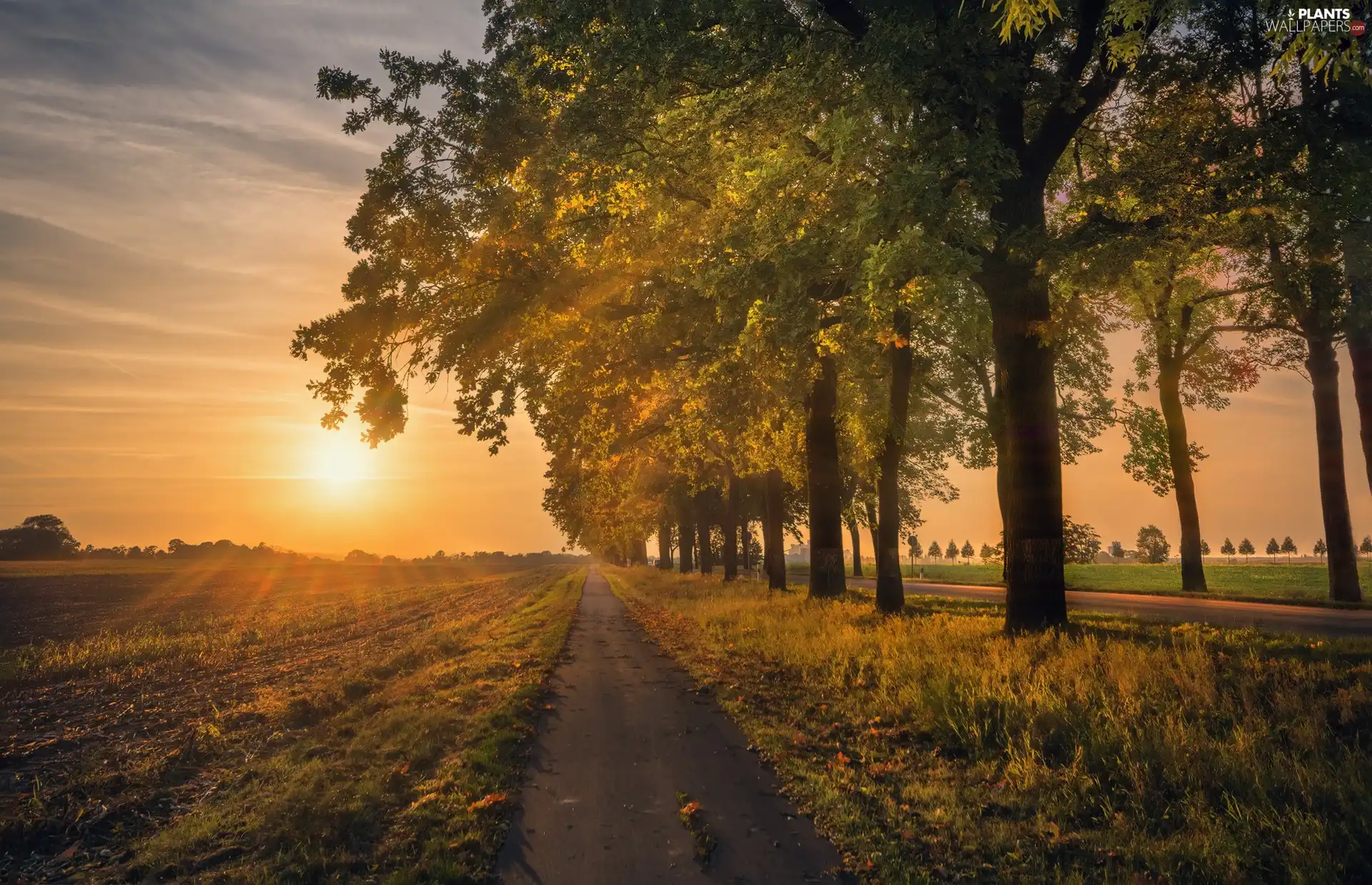 field, autumn, viewes, Great Sunsets, trees, Way