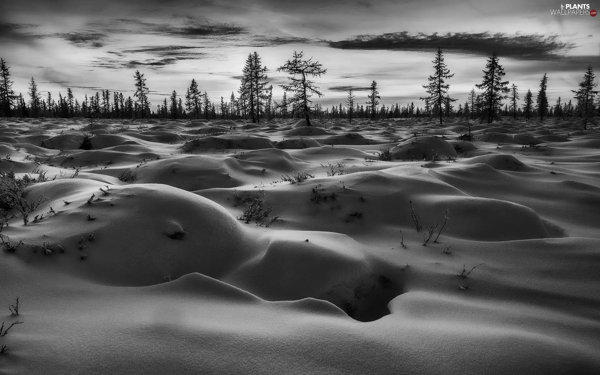 drifts, winter, viewes, Black and white, trees, Field