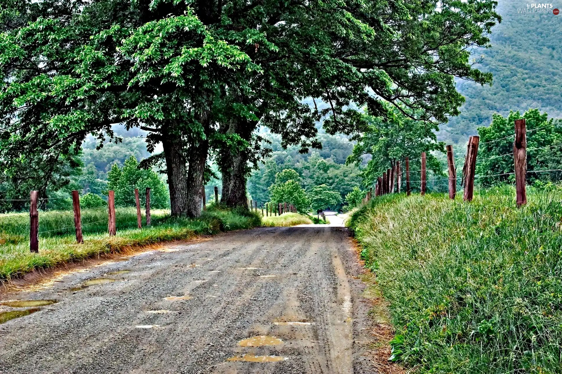 field, rural, Way