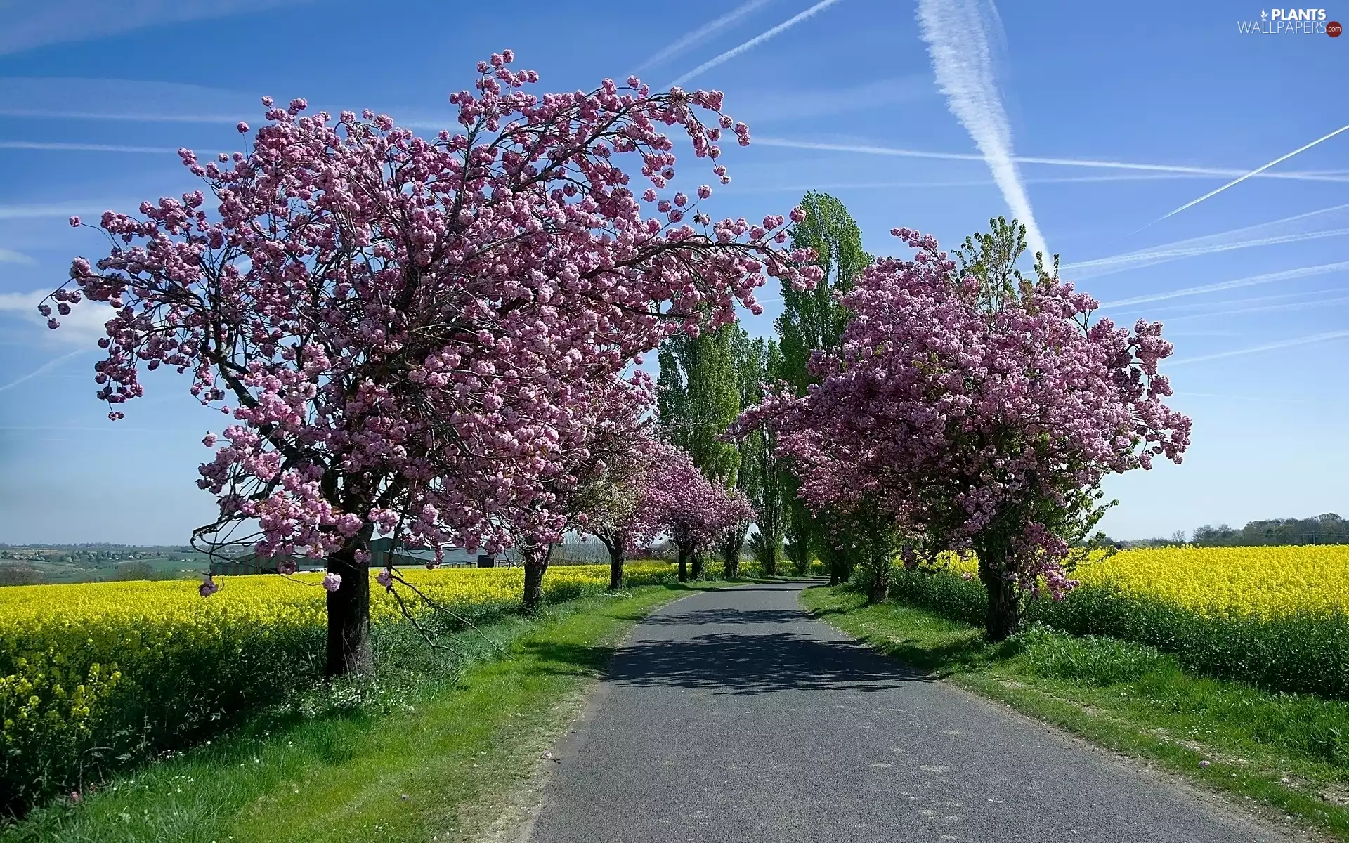 flourishing, Spring, viewes, field, trees, Way