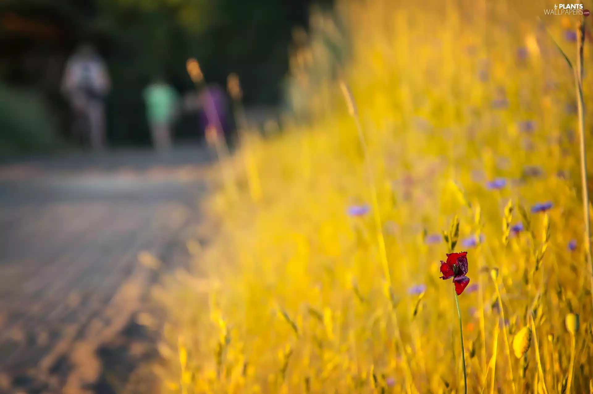 Way, red weed, Field