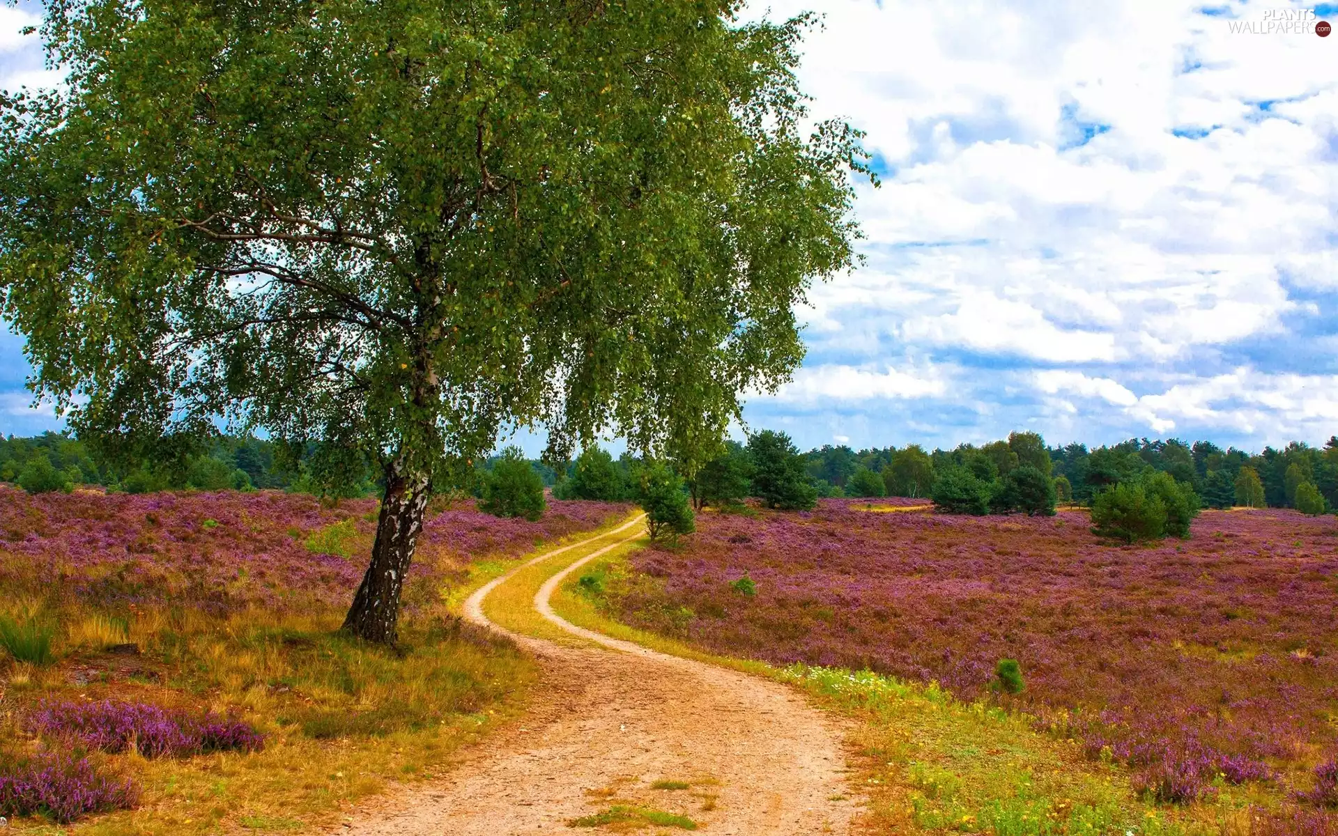 forest, trees, winding, field, Way, birch-tree
