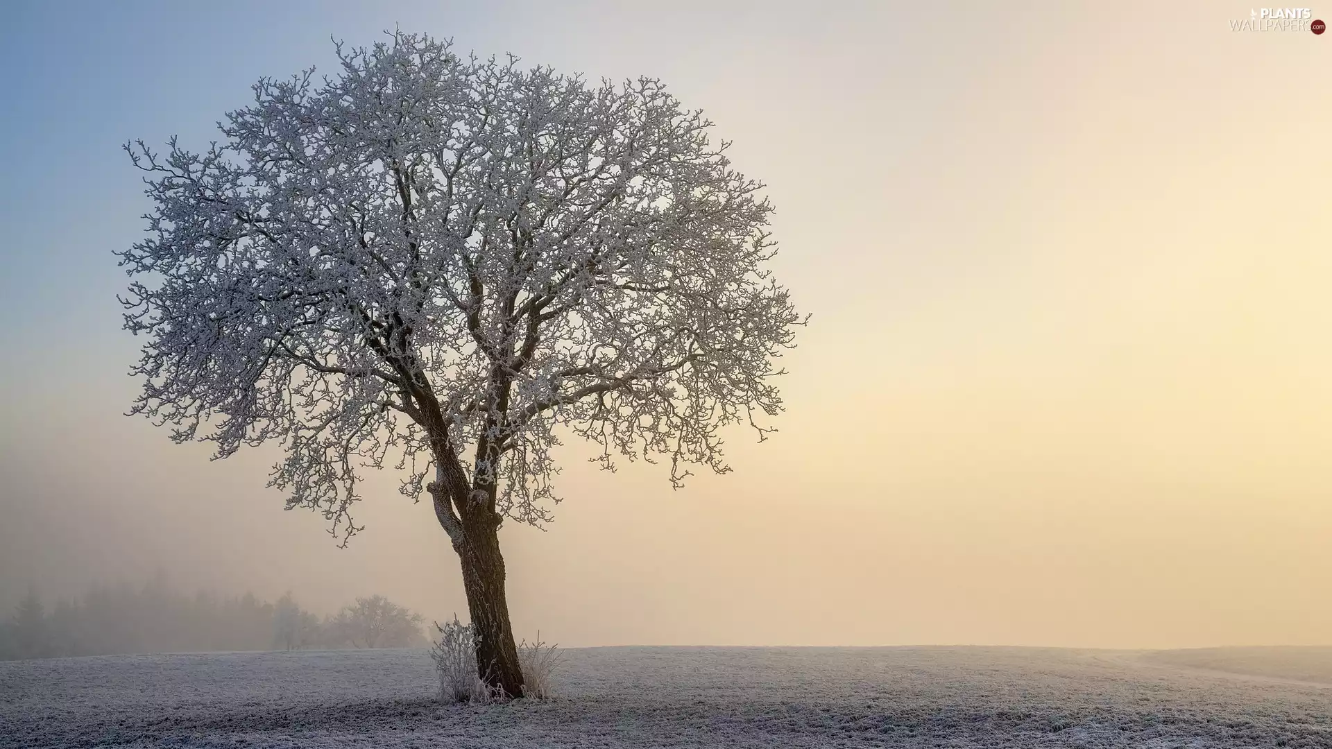 winter, Fog, trees, Field