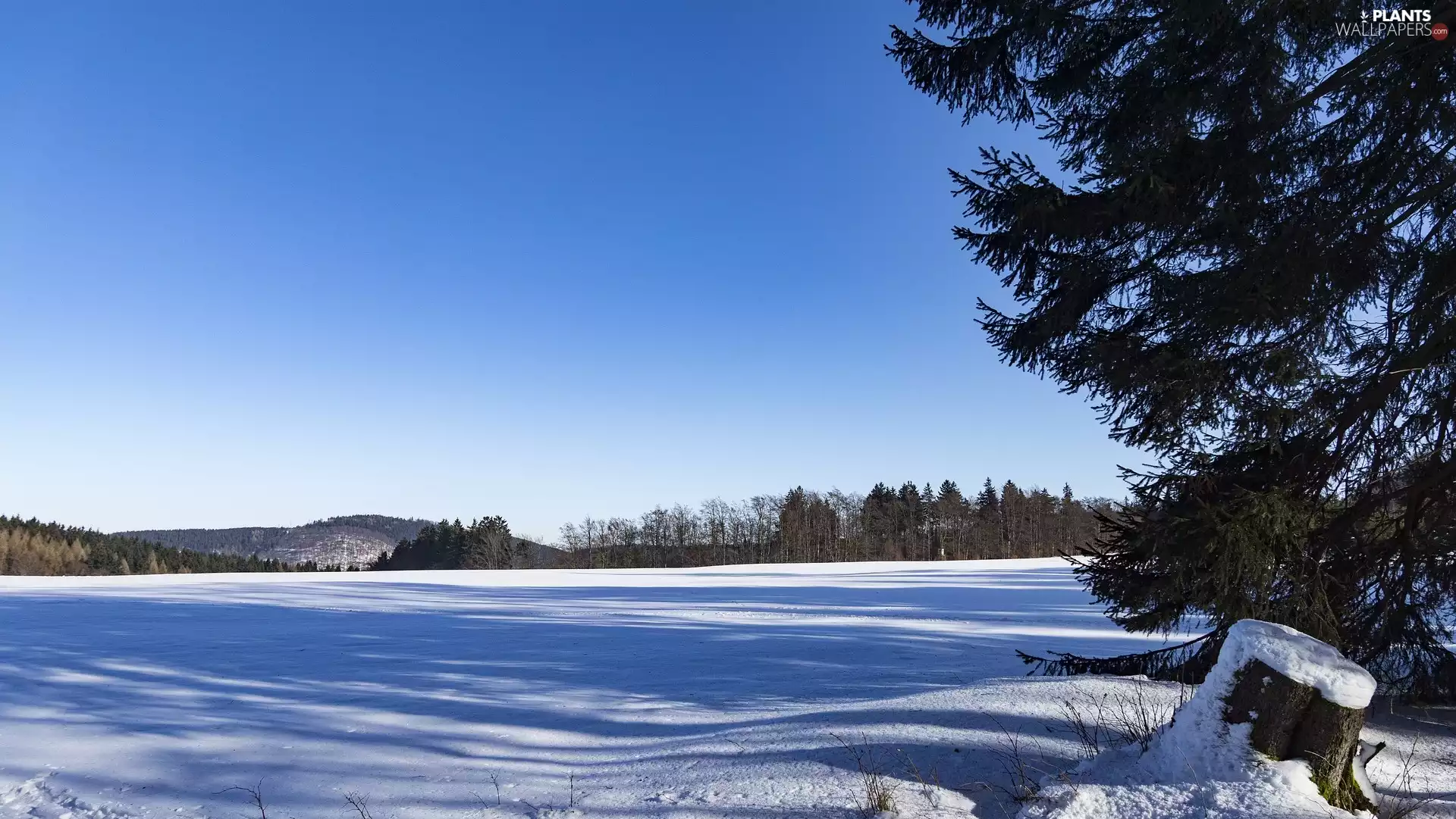 winter, trees, viewes, Field