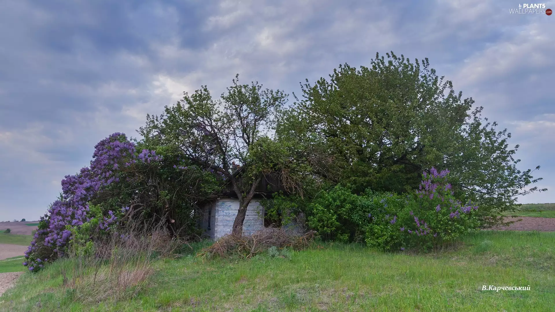flower, Old car, house, Sky, trees, Field, wooden, clouds, without, viewes