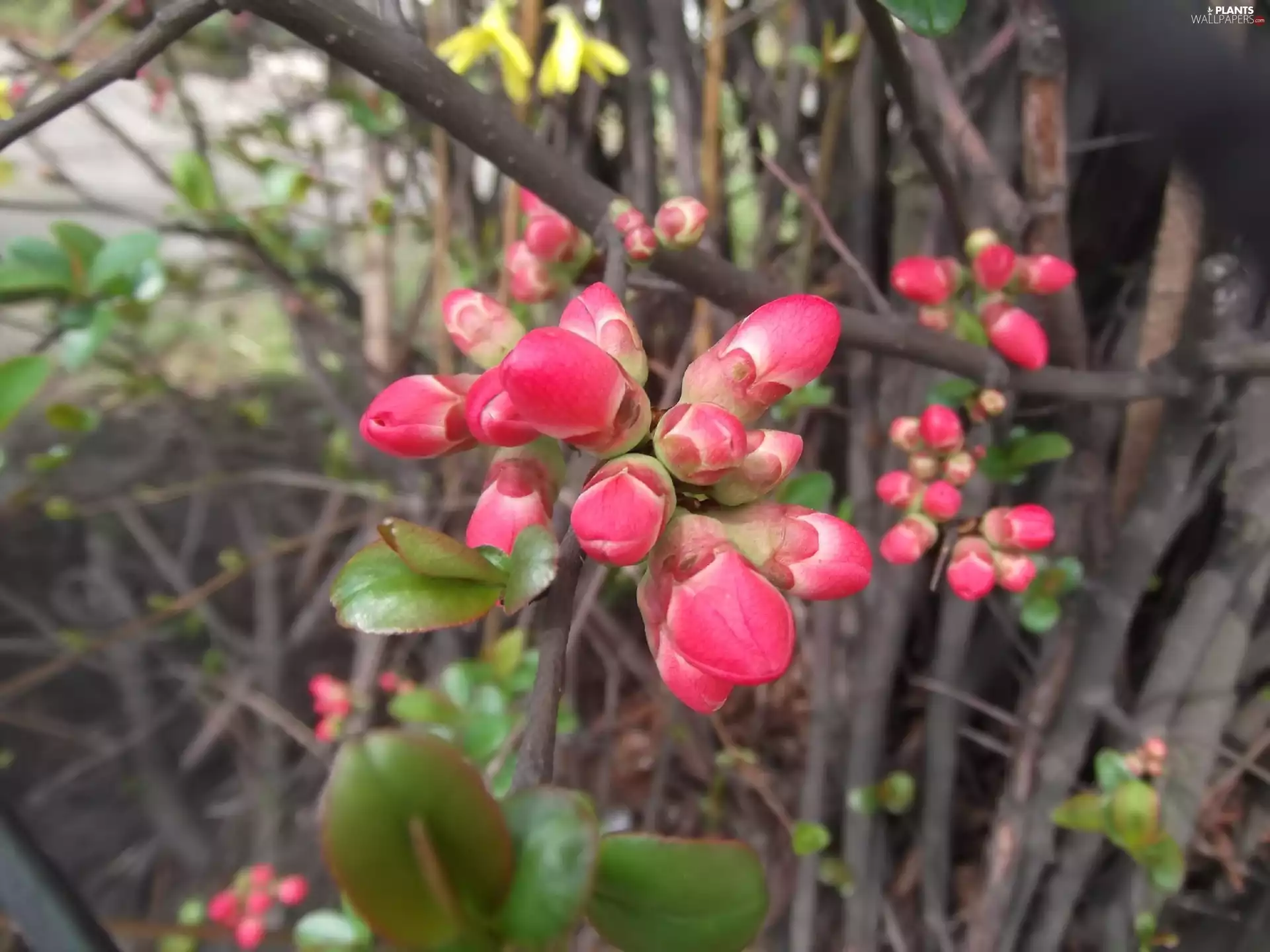 Fig, maturing, Flowers