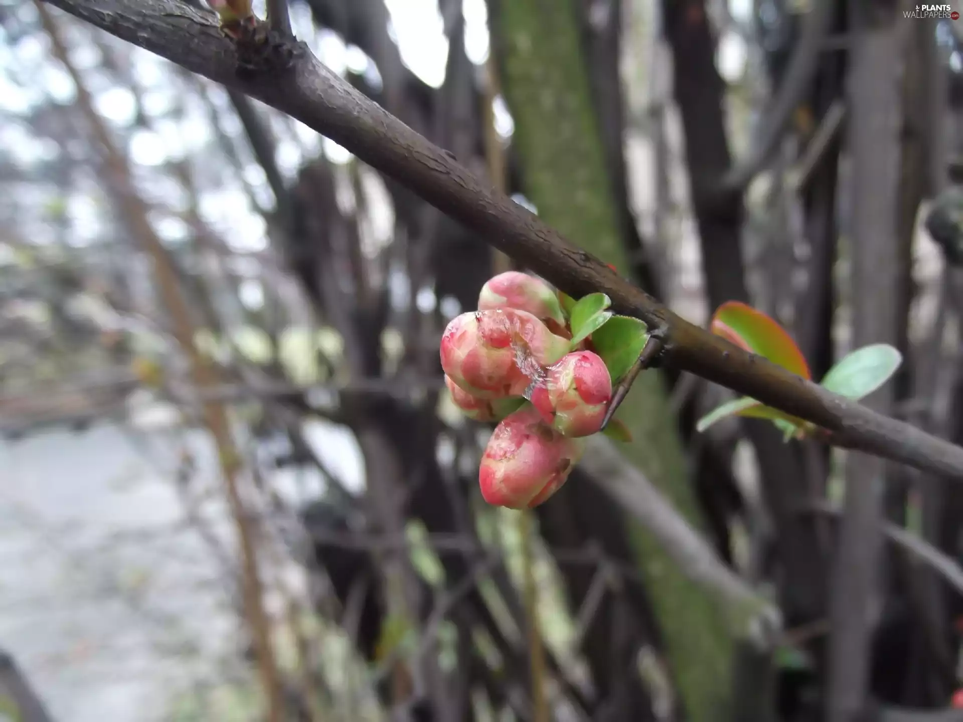 figs, Buds, Floral