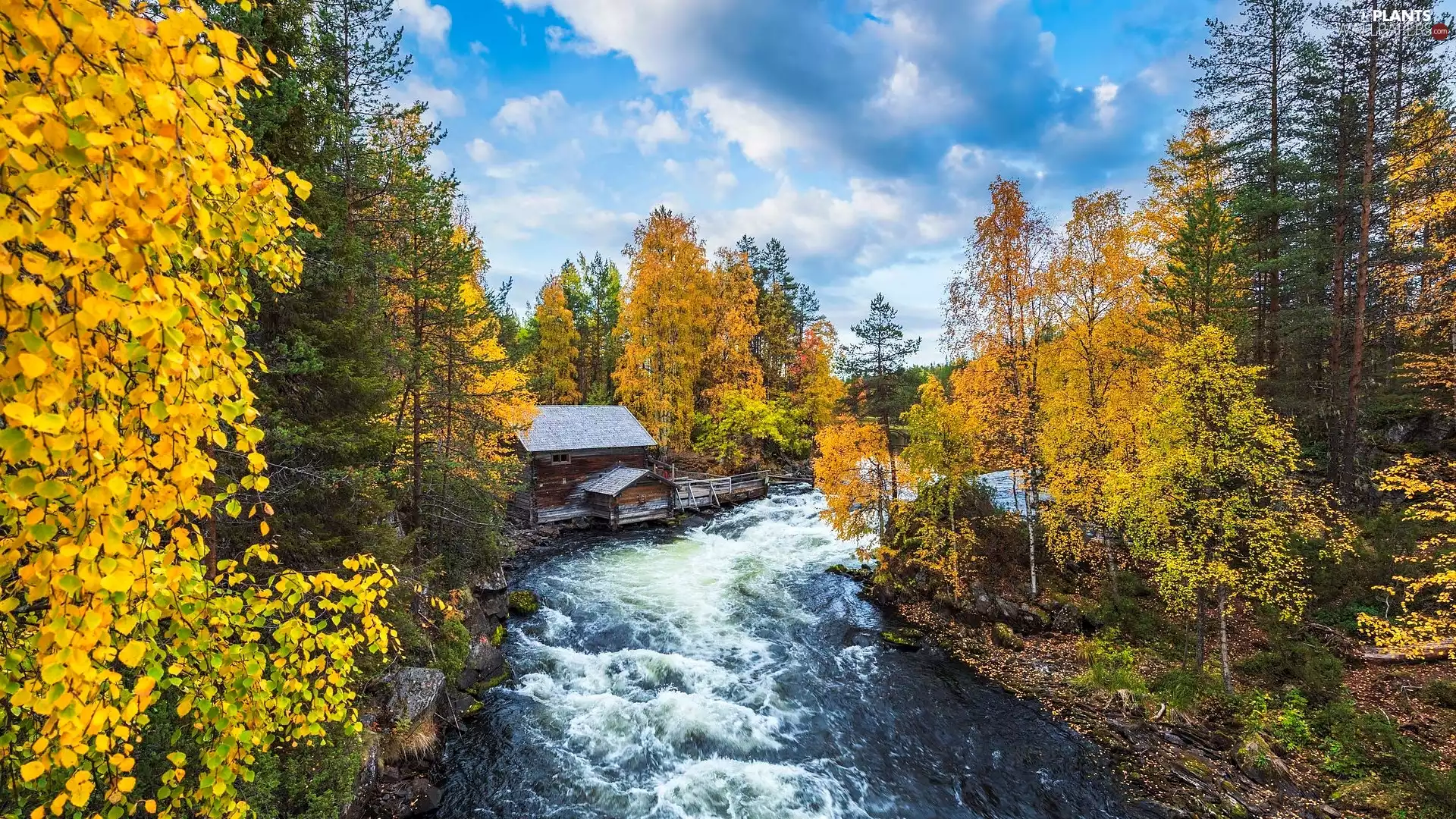 trees, autumn, River, viewes, Oulanka National Park, Finland, Lapland, Yellowed, forest, Kuusamo Municipality, Myllykoski Mill