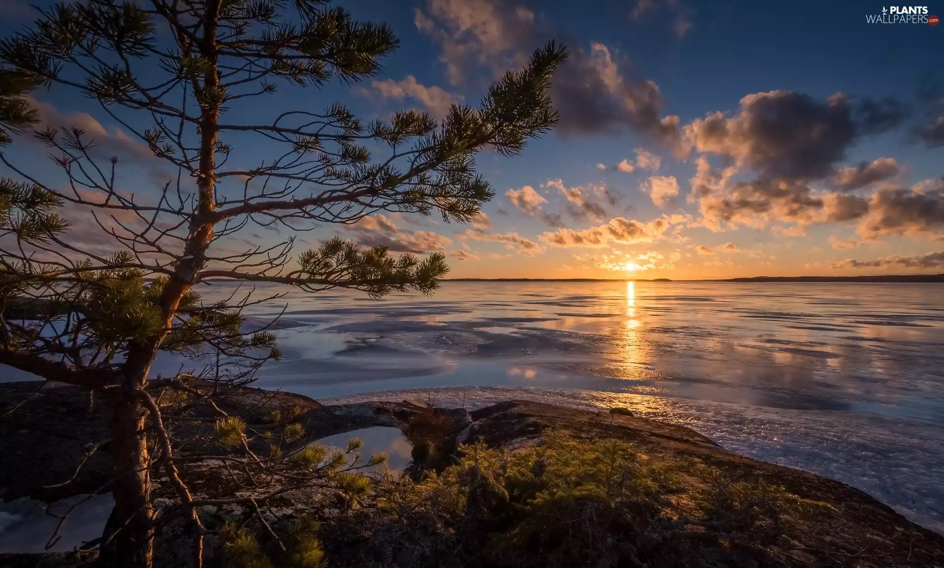 Näsijärvi Lake, Murikka Cape, pine, lake, clouds, Pirkanmaa Region, Finland, Great Sunsets