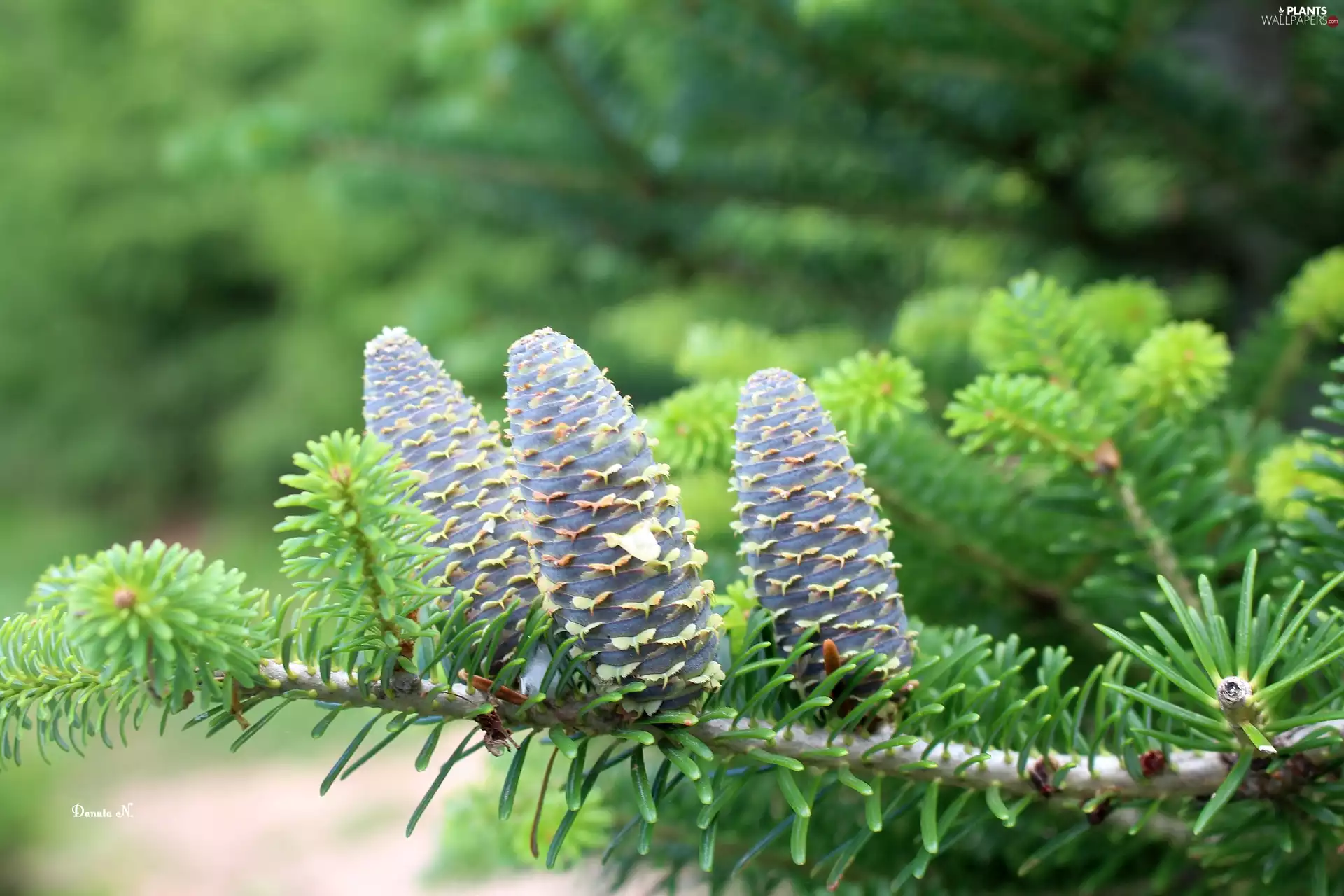 White Fir, green ones, cones