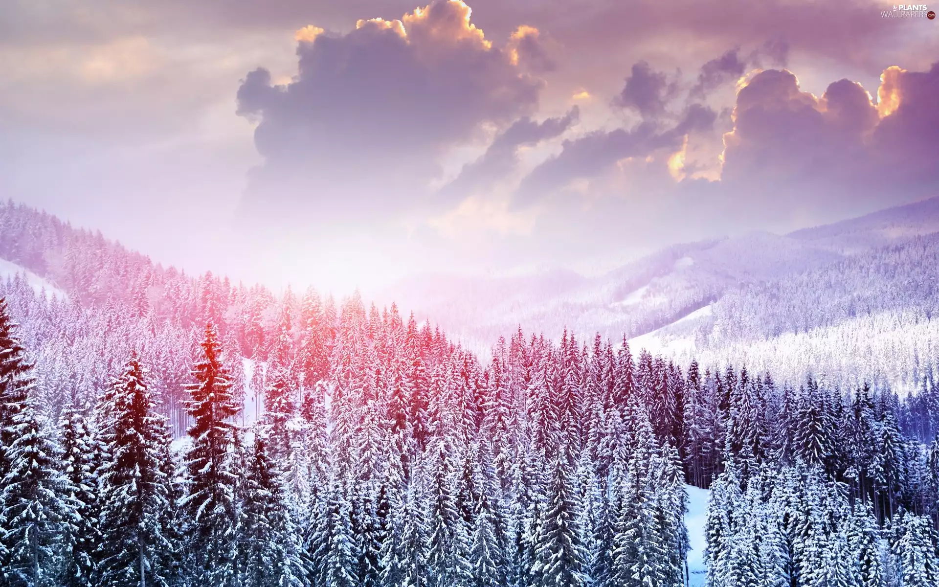 Fir, winter, Mountains