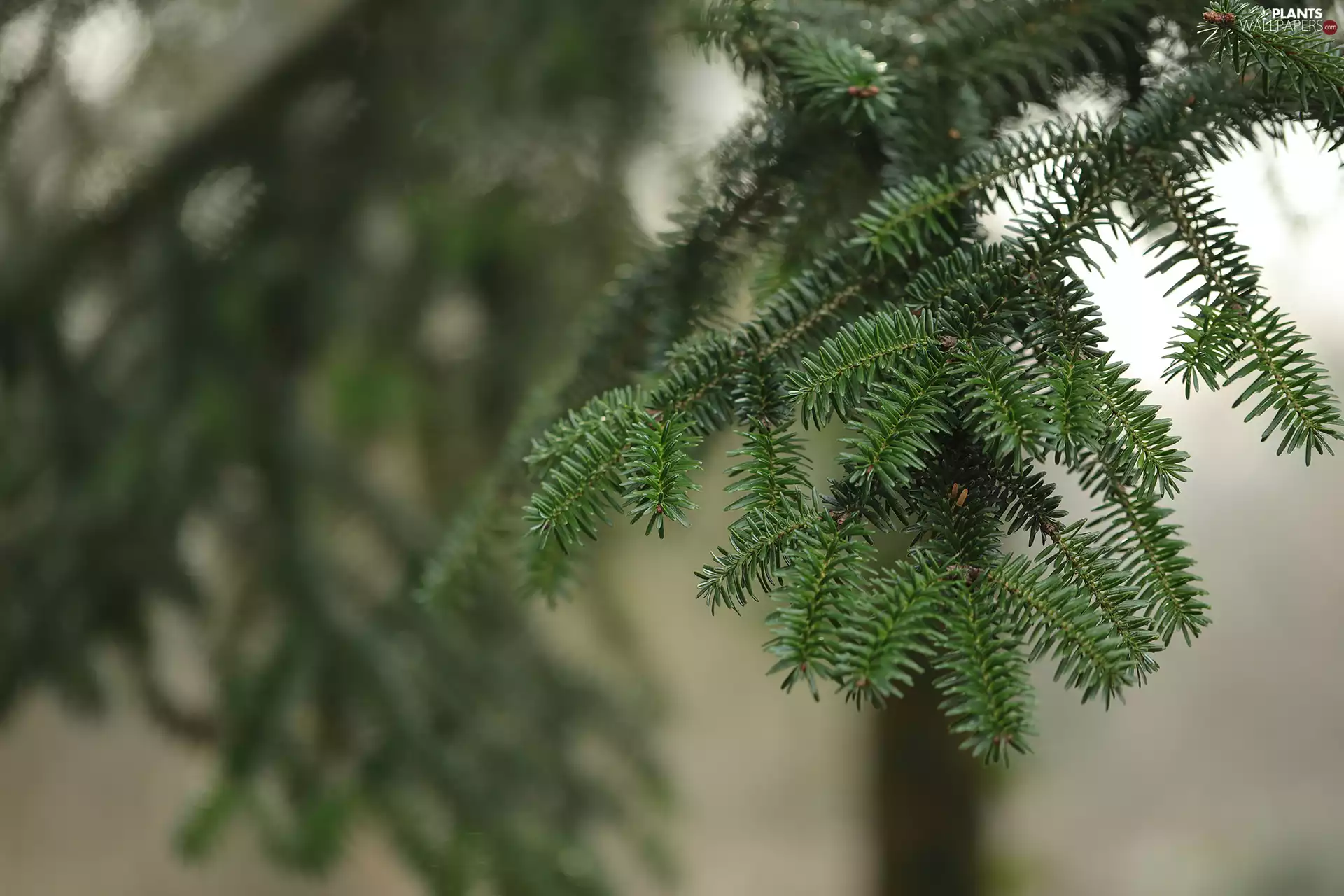 twig, fuzzy, background, fir